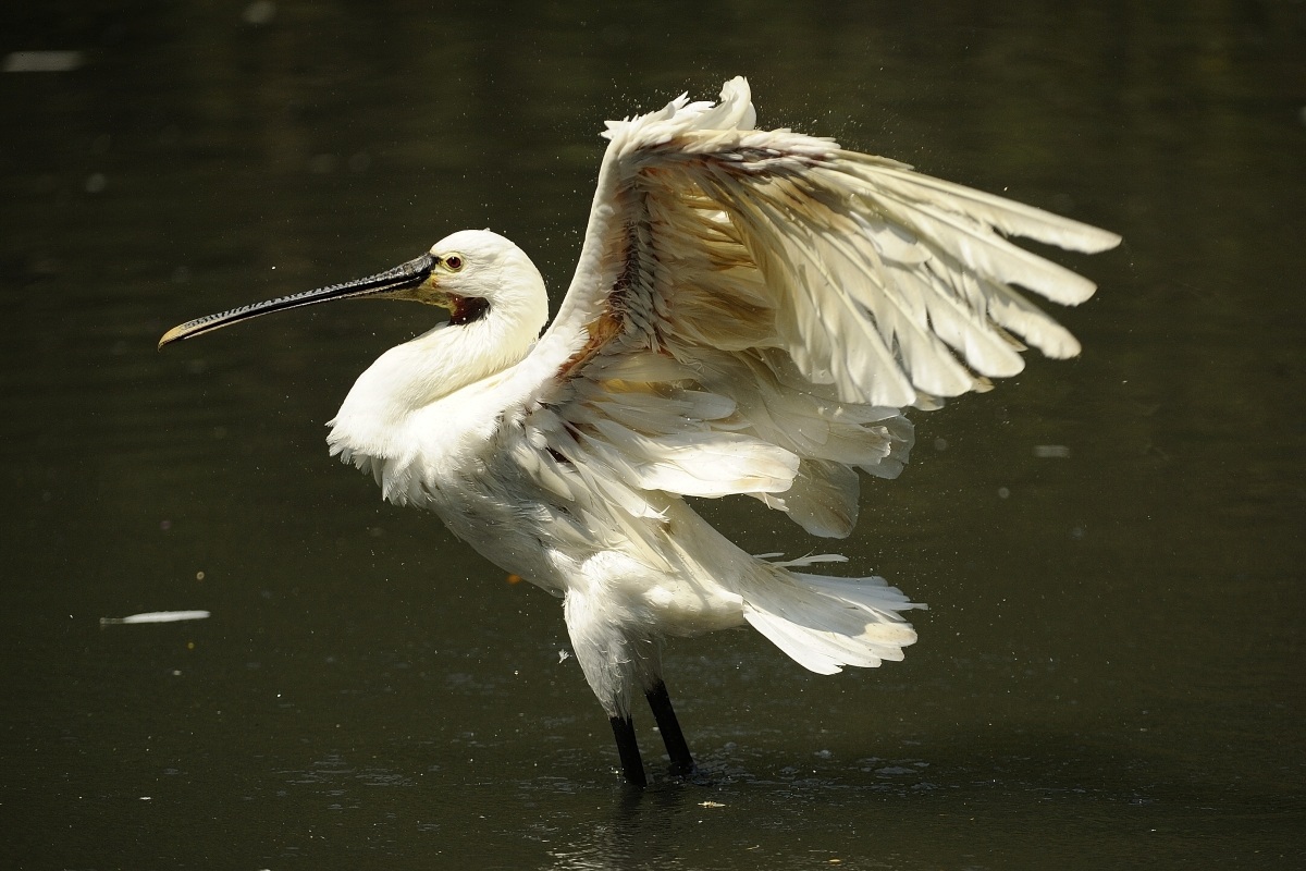 spatola (platalea leucorodia)