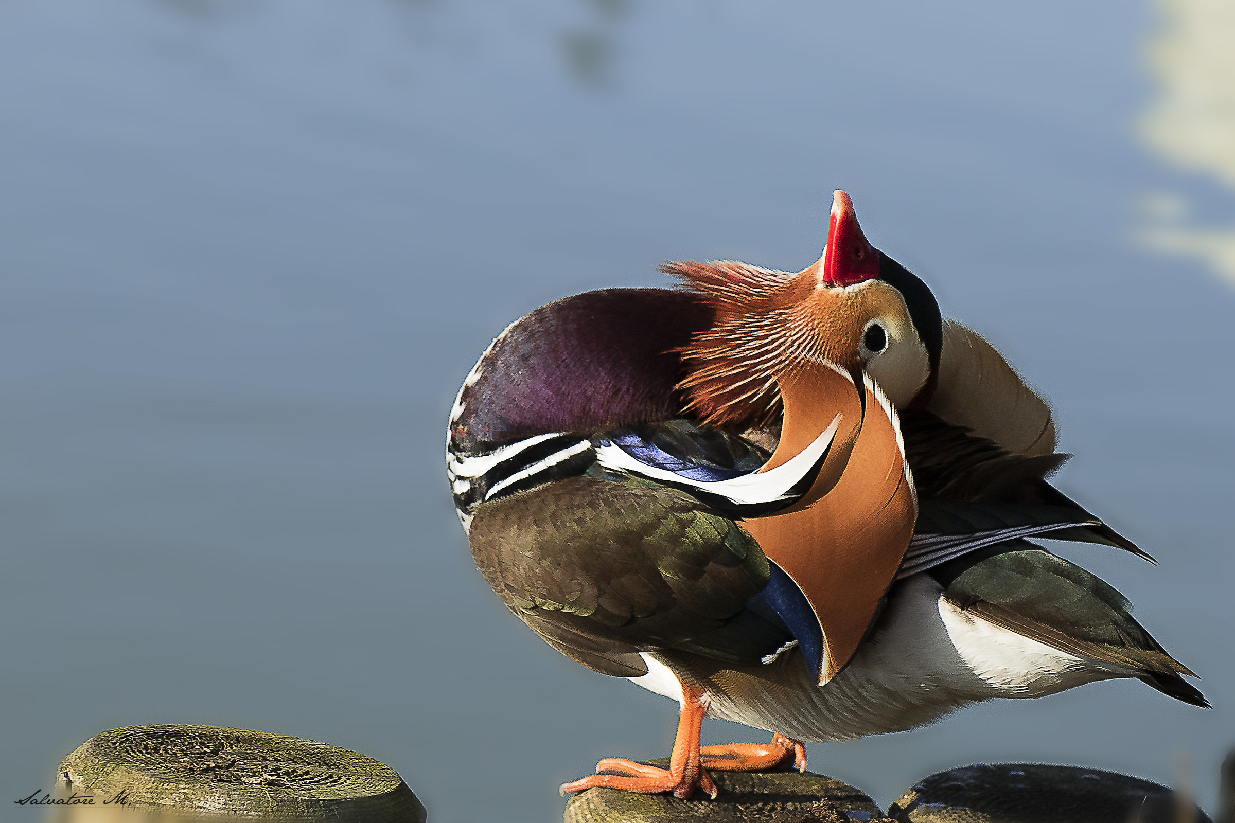 The duck contortionist