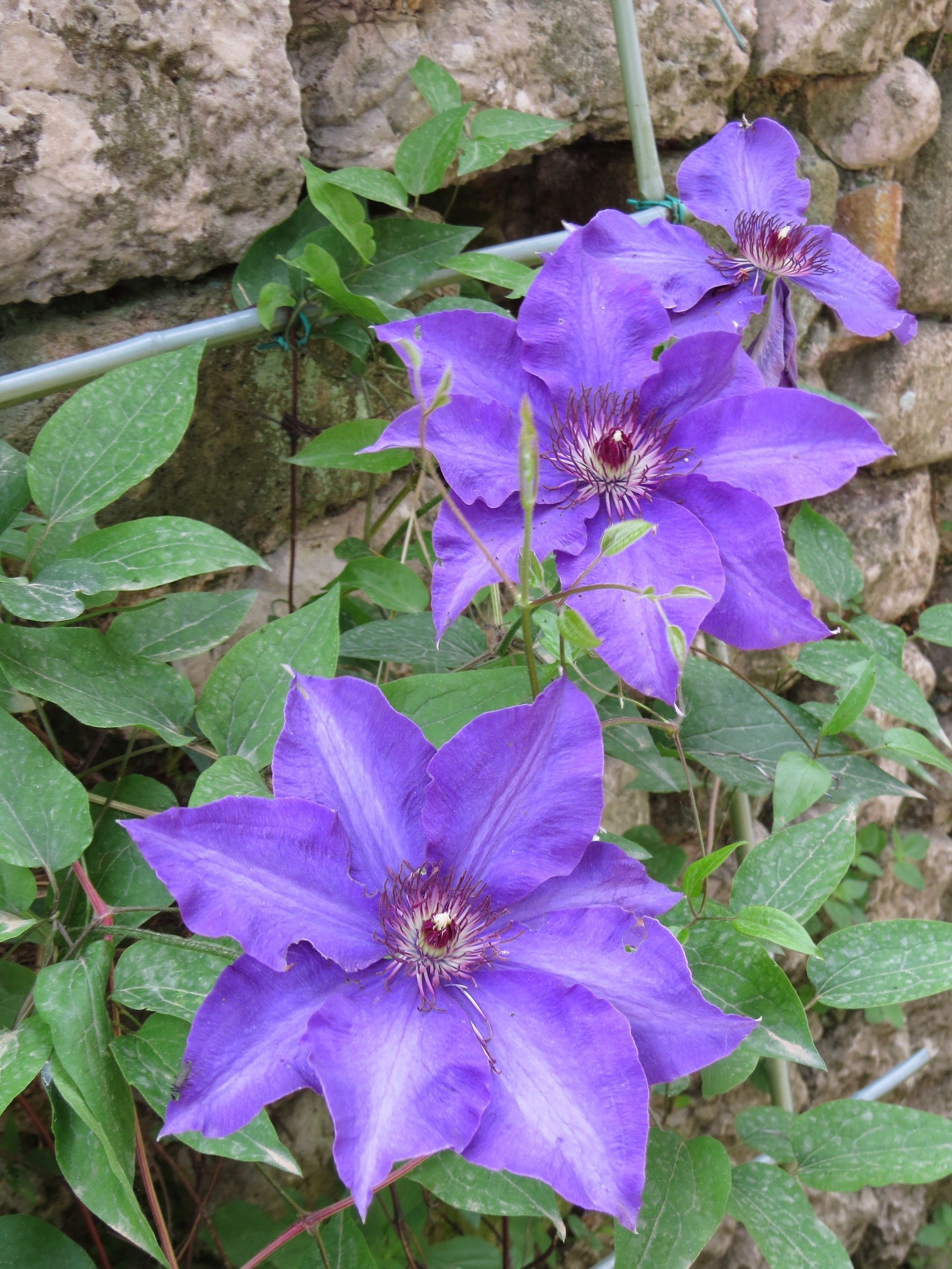 Fiori dall'Oasi di Ninfa