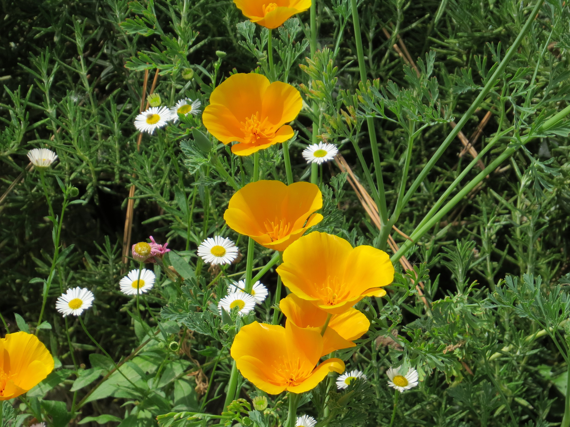 Flowers from the Oasis of Ninfa 3