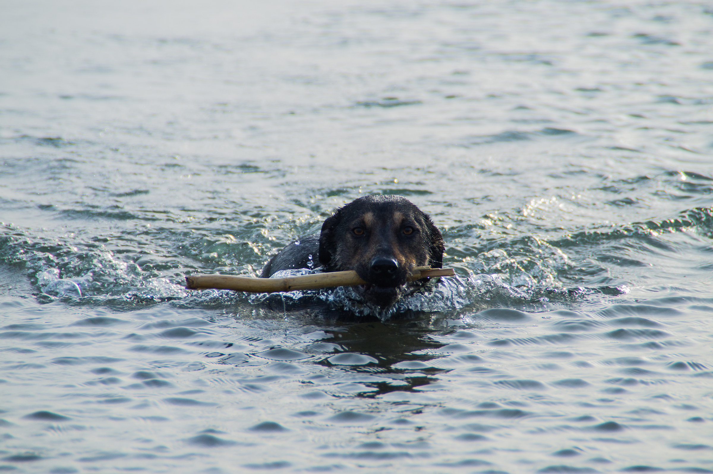 la mia belva feroce... attenti, sbava e lecca chiunque!