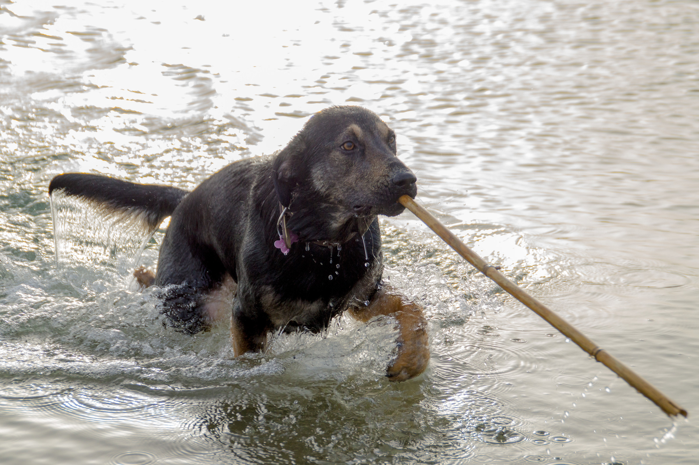 bastone preso e riportato! :D