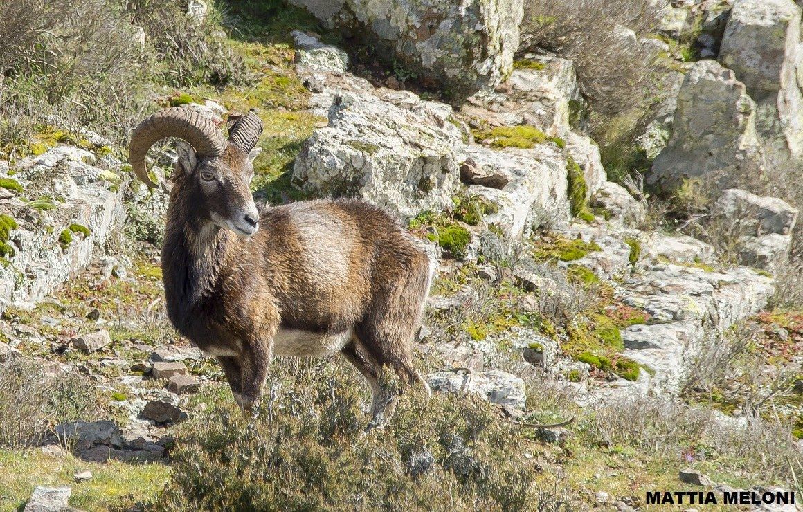 Muflone sardo - Ovis musimon