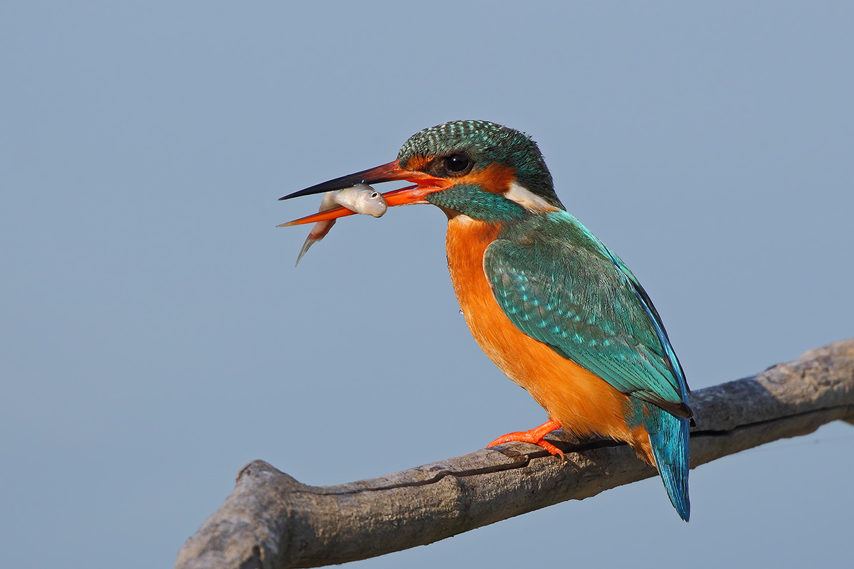 Kingfisher with fish