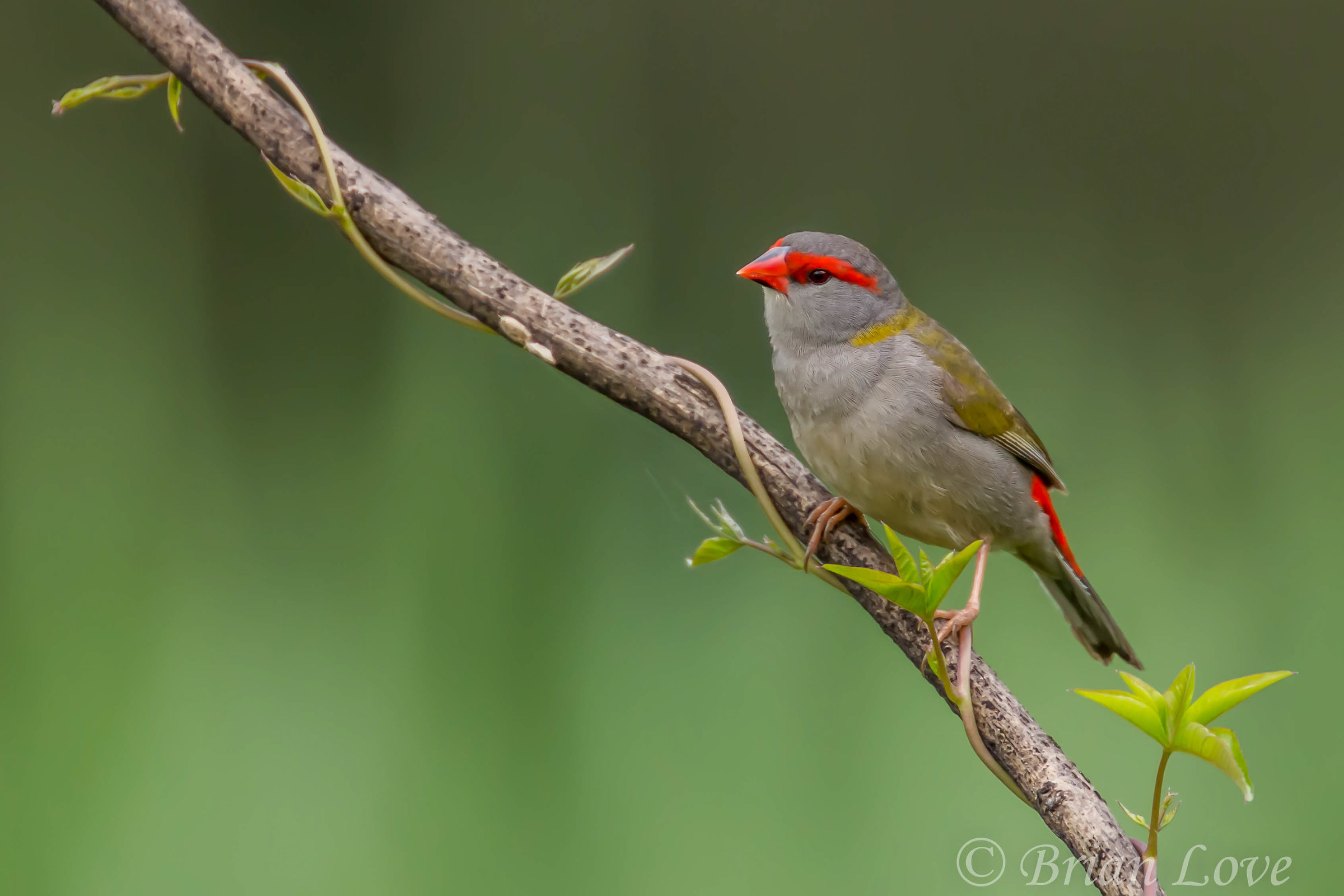 Red-Browed Finch