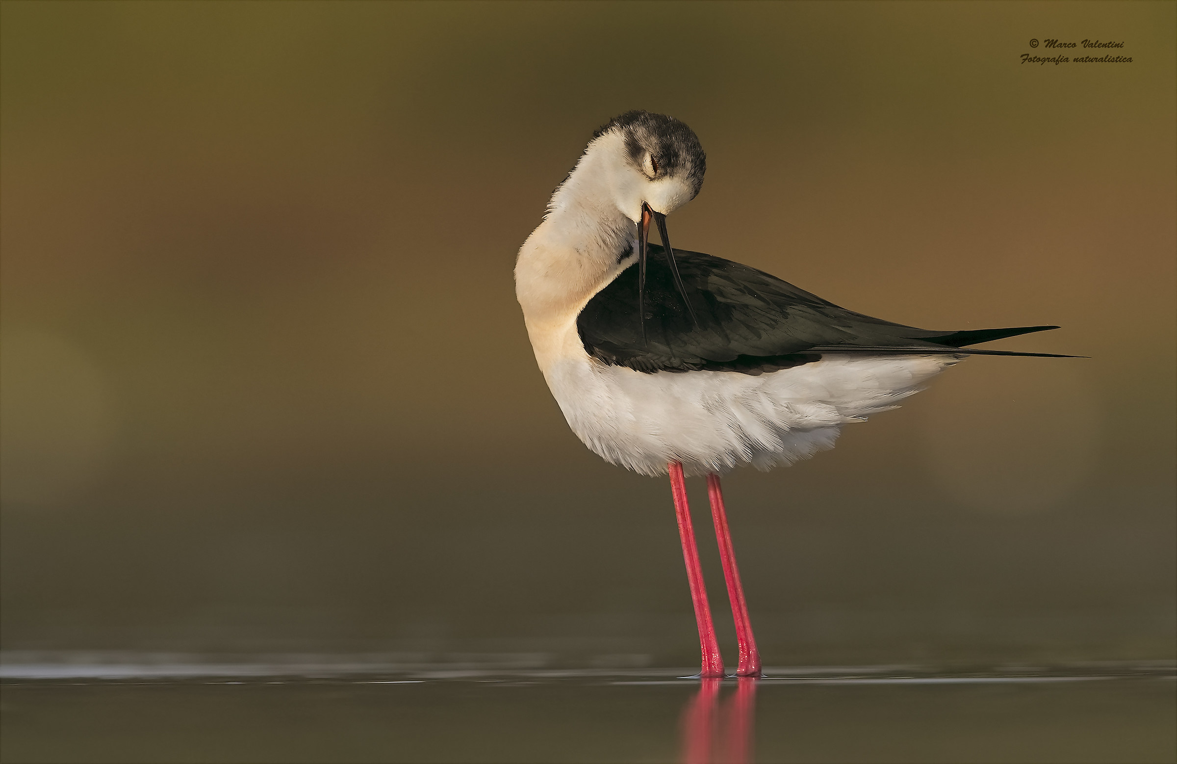 stilt preening