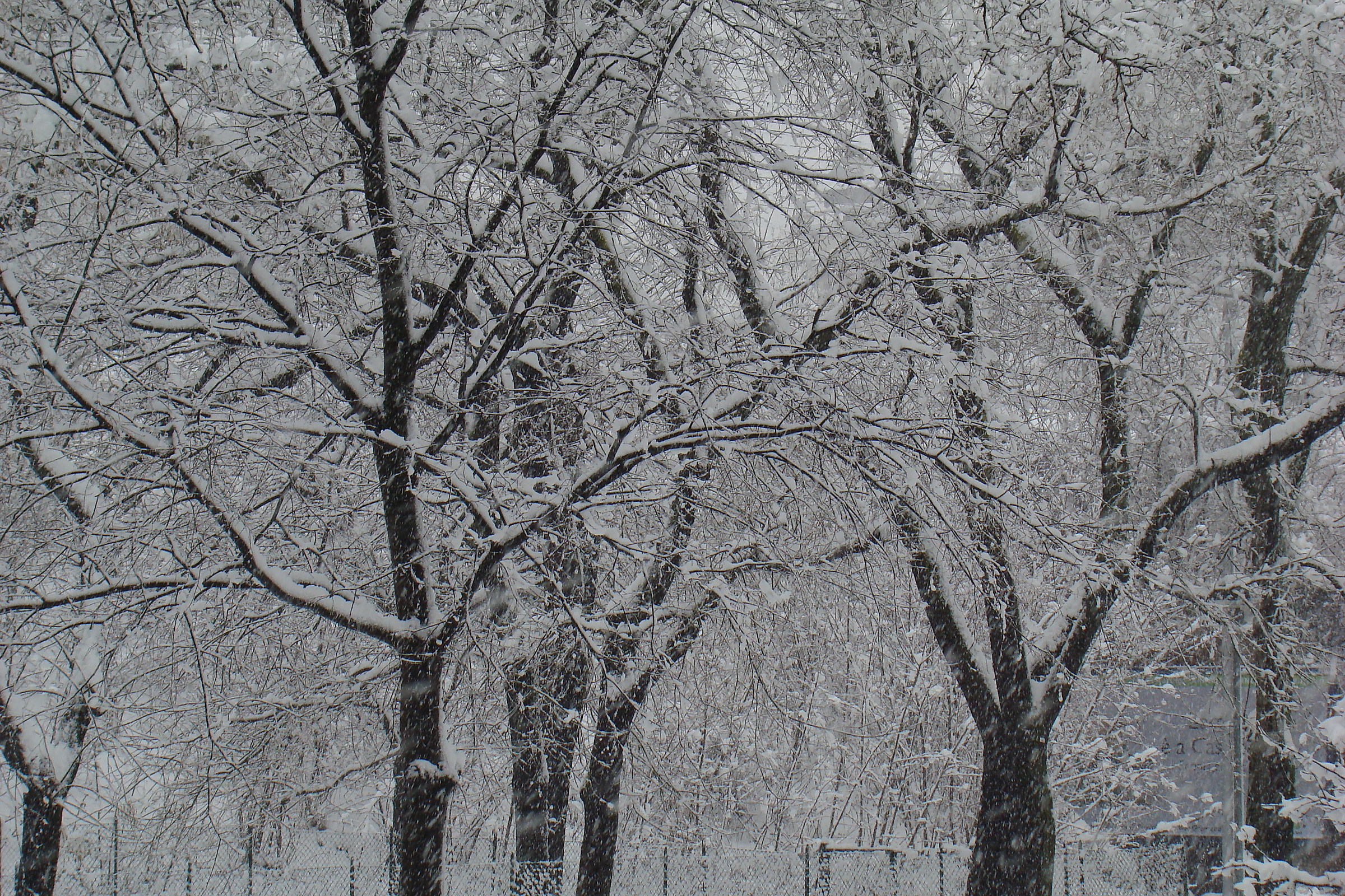Stagione fredda, Bologna, Febbraio 2010