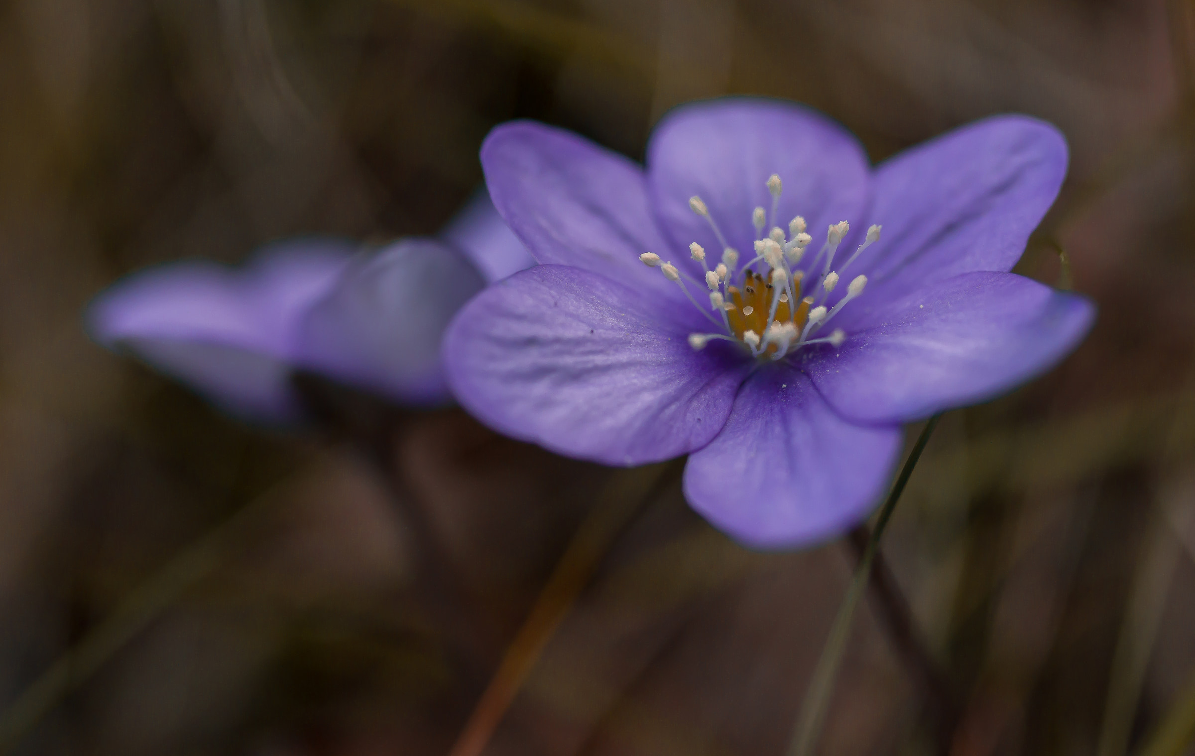 Spring in the forest