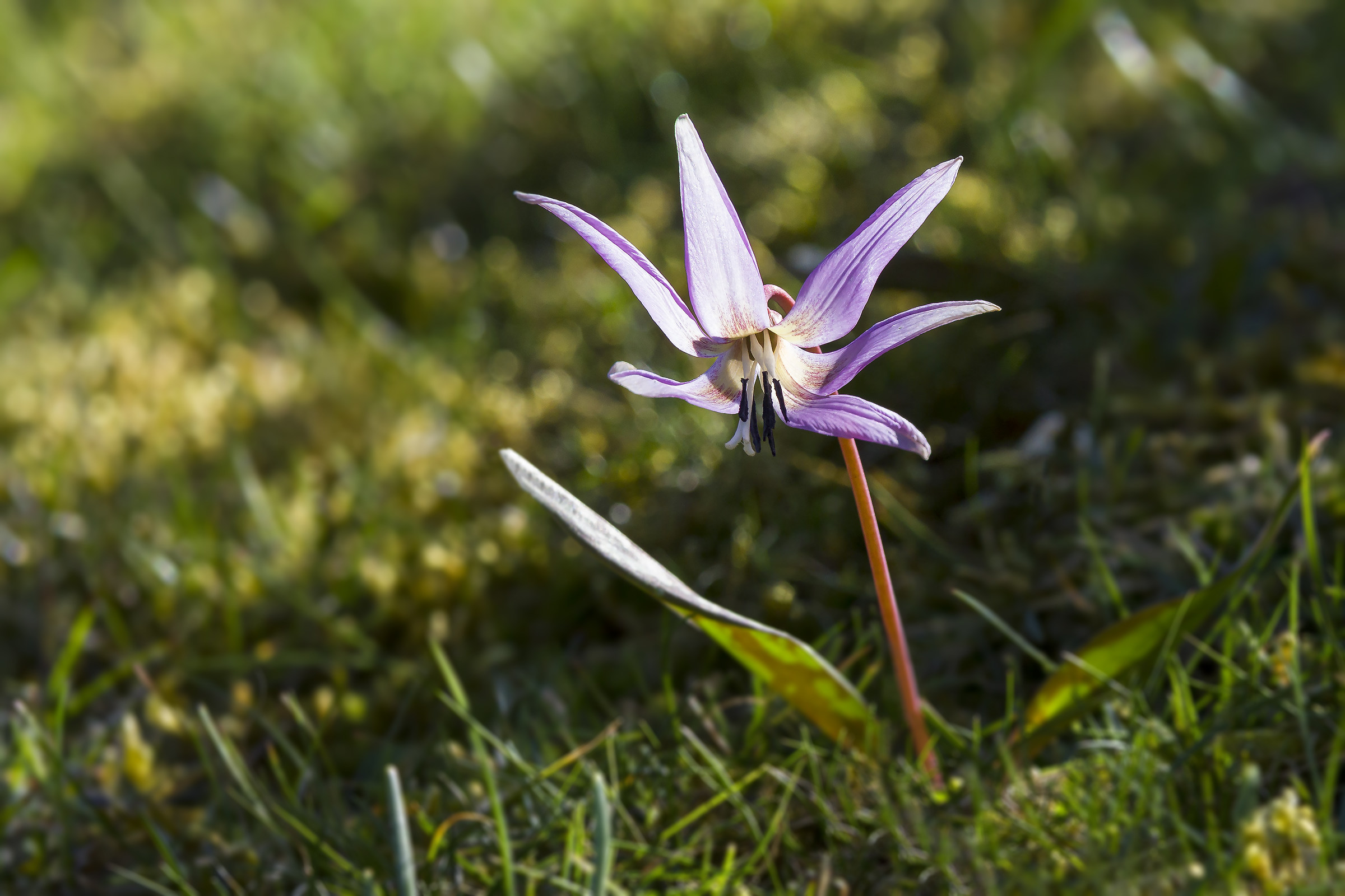 Meravigliosa primavera.