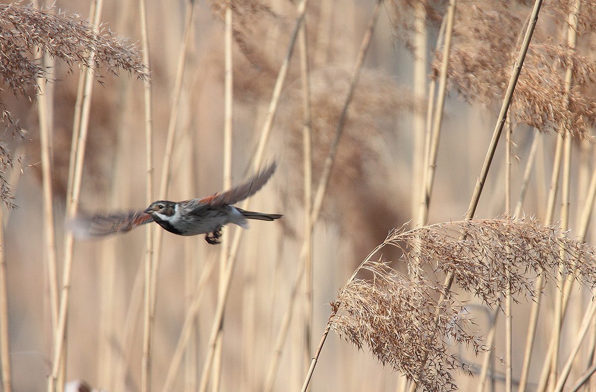 the flight of migliarino