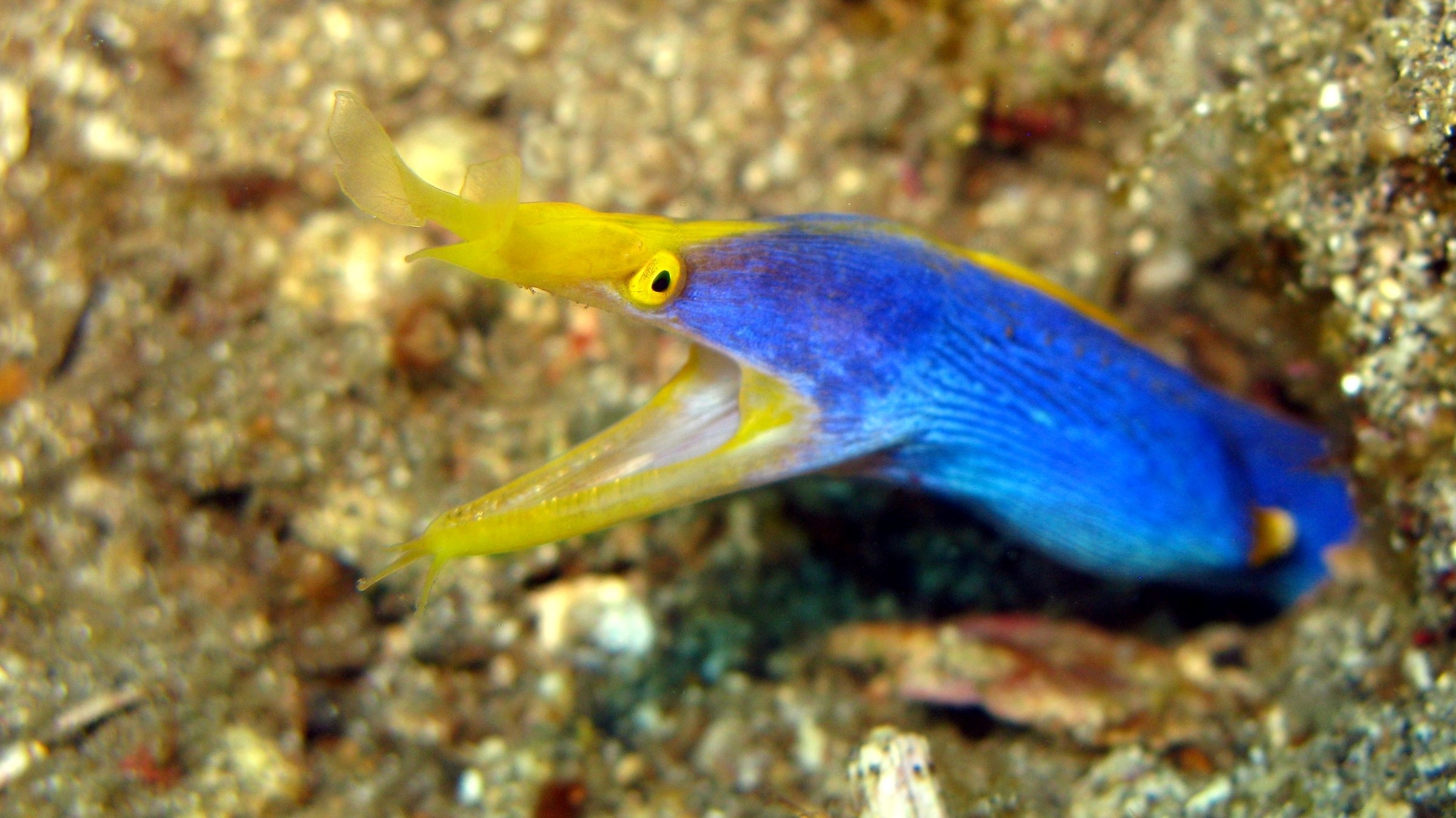 Murena Nastro Azzurro