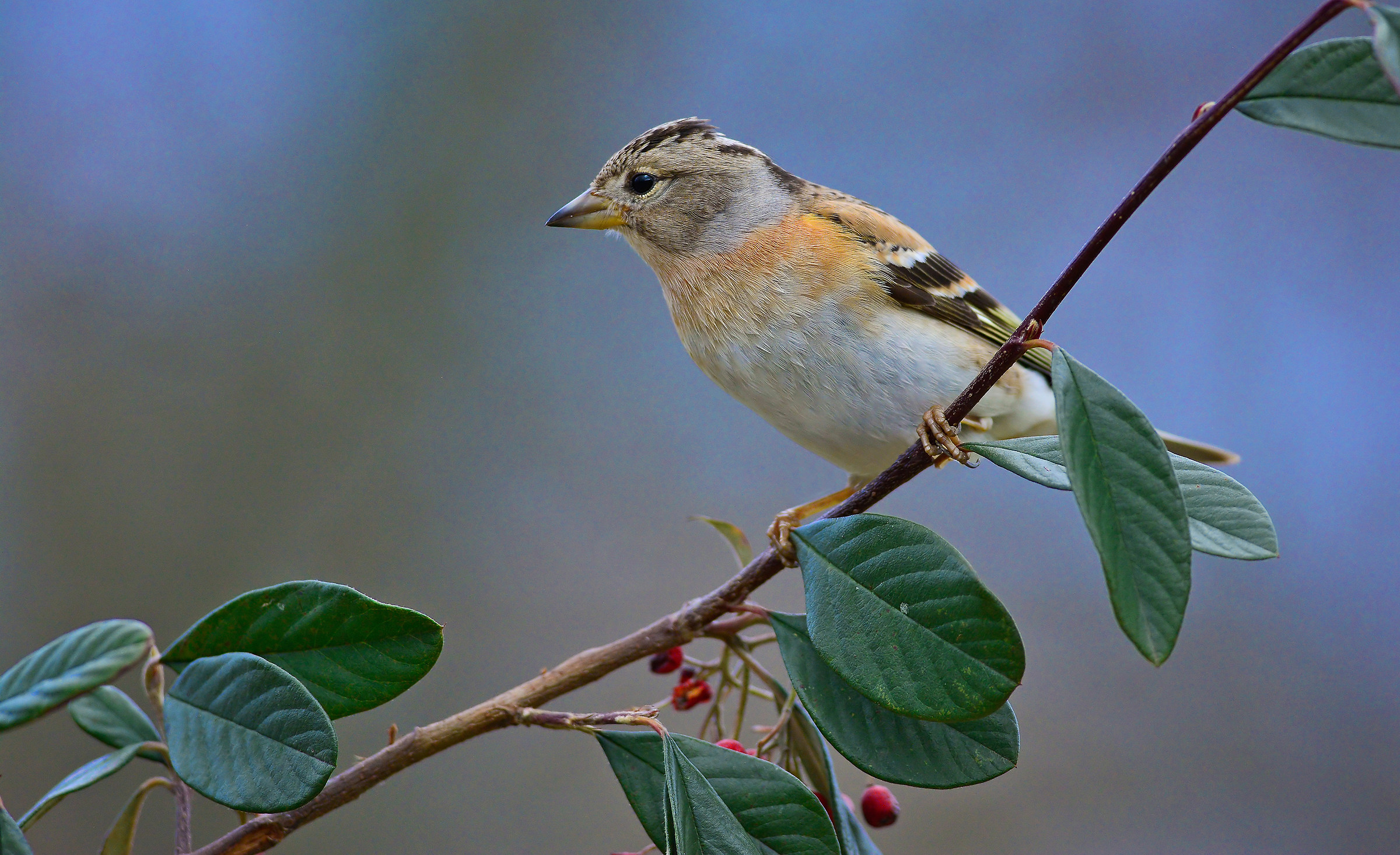 brambling