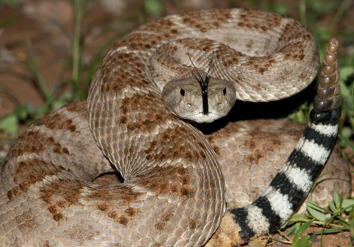 Western Diamondback Rattlesnake - New Mexico