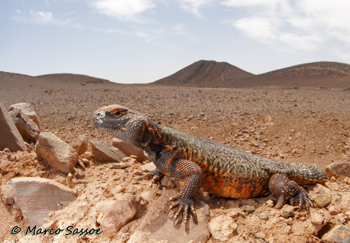 Uromastyx nigriventris