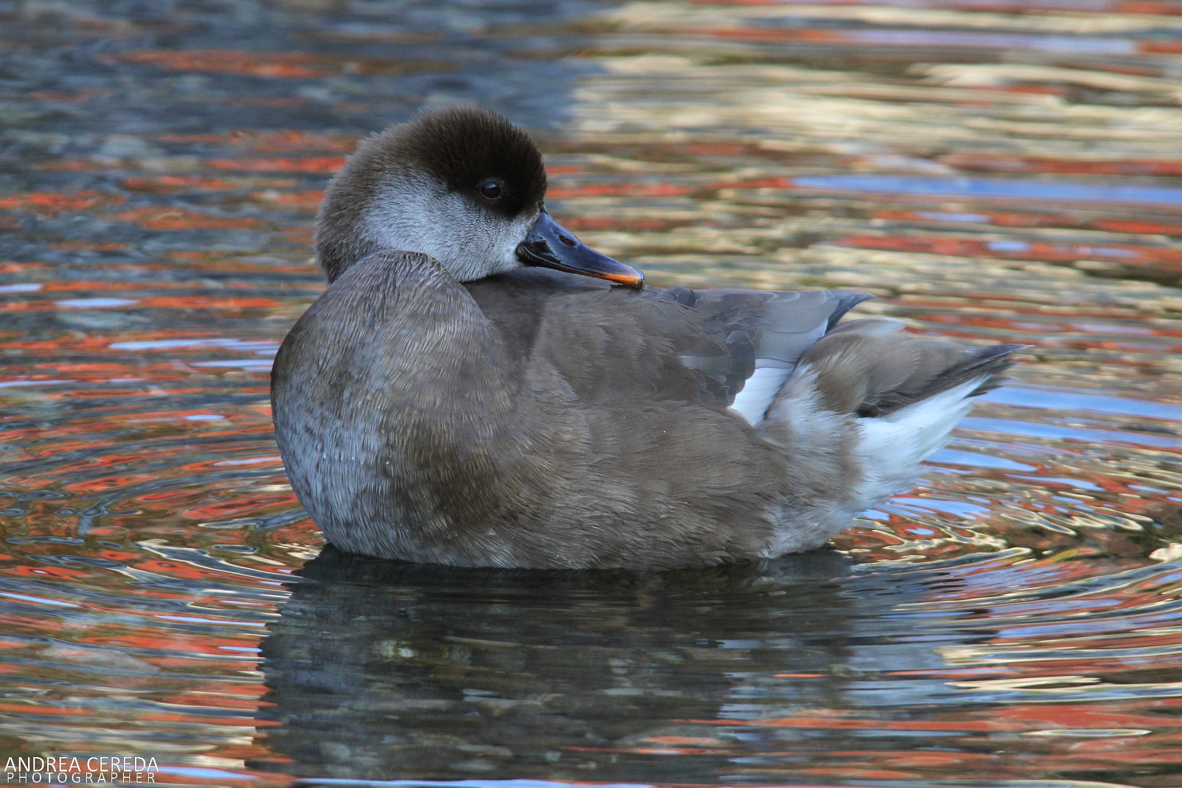 Netta rufina - Fistione turco femmina