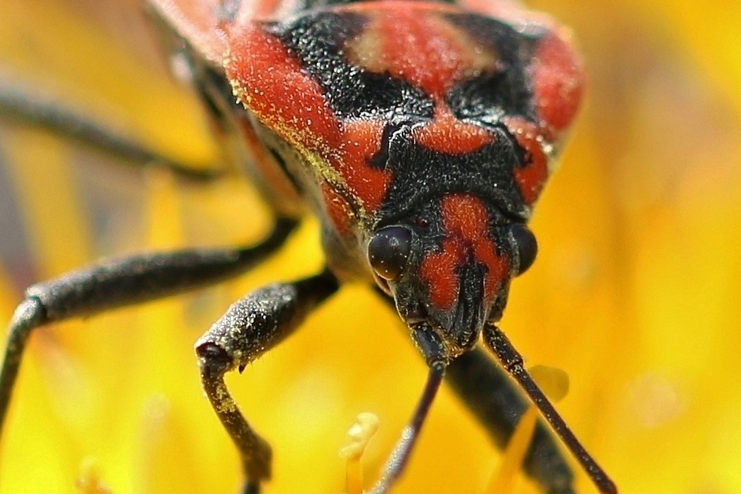 I fiori ed il piccolo "mostro".....