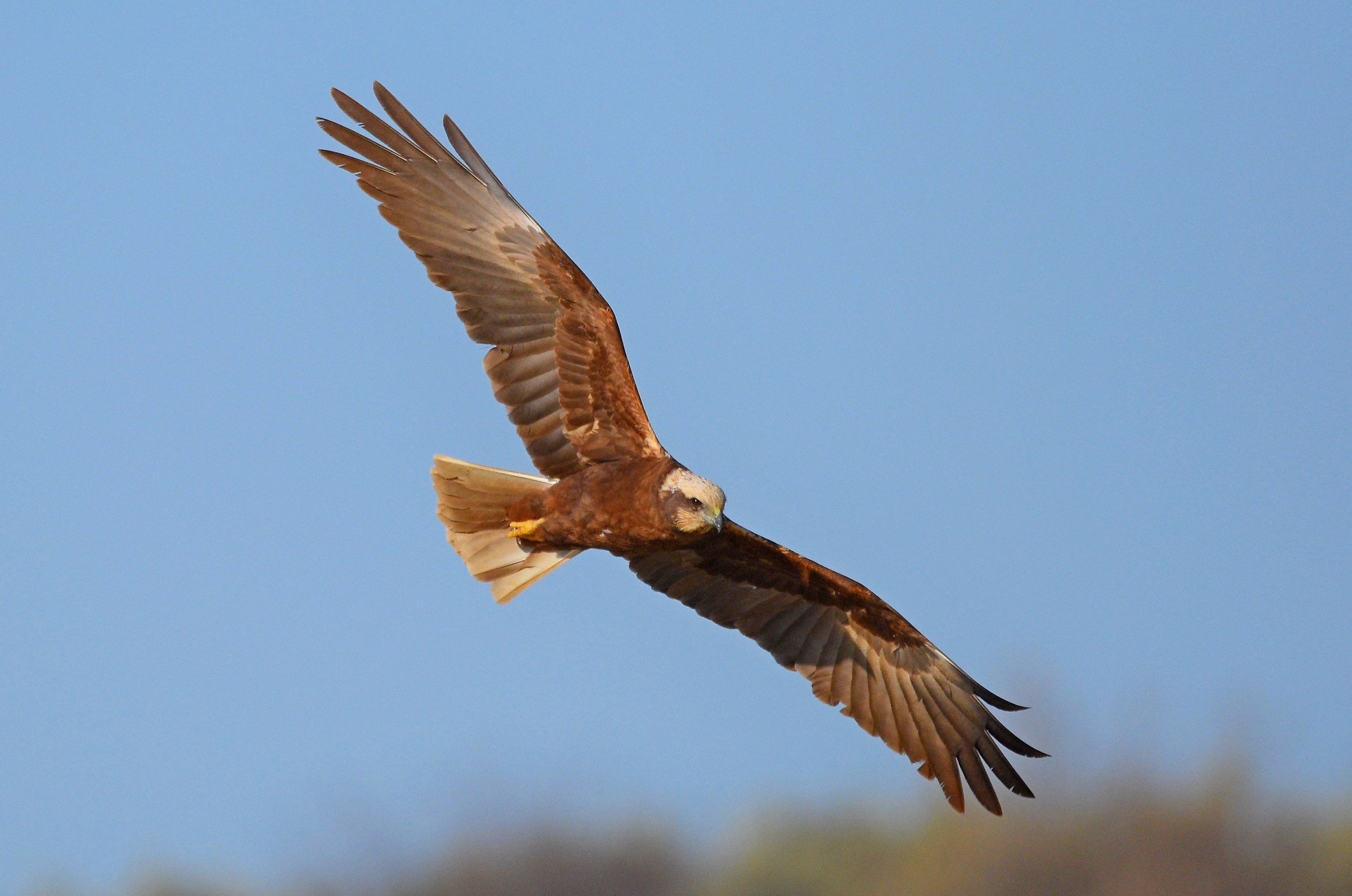 Marsh harrier (M)