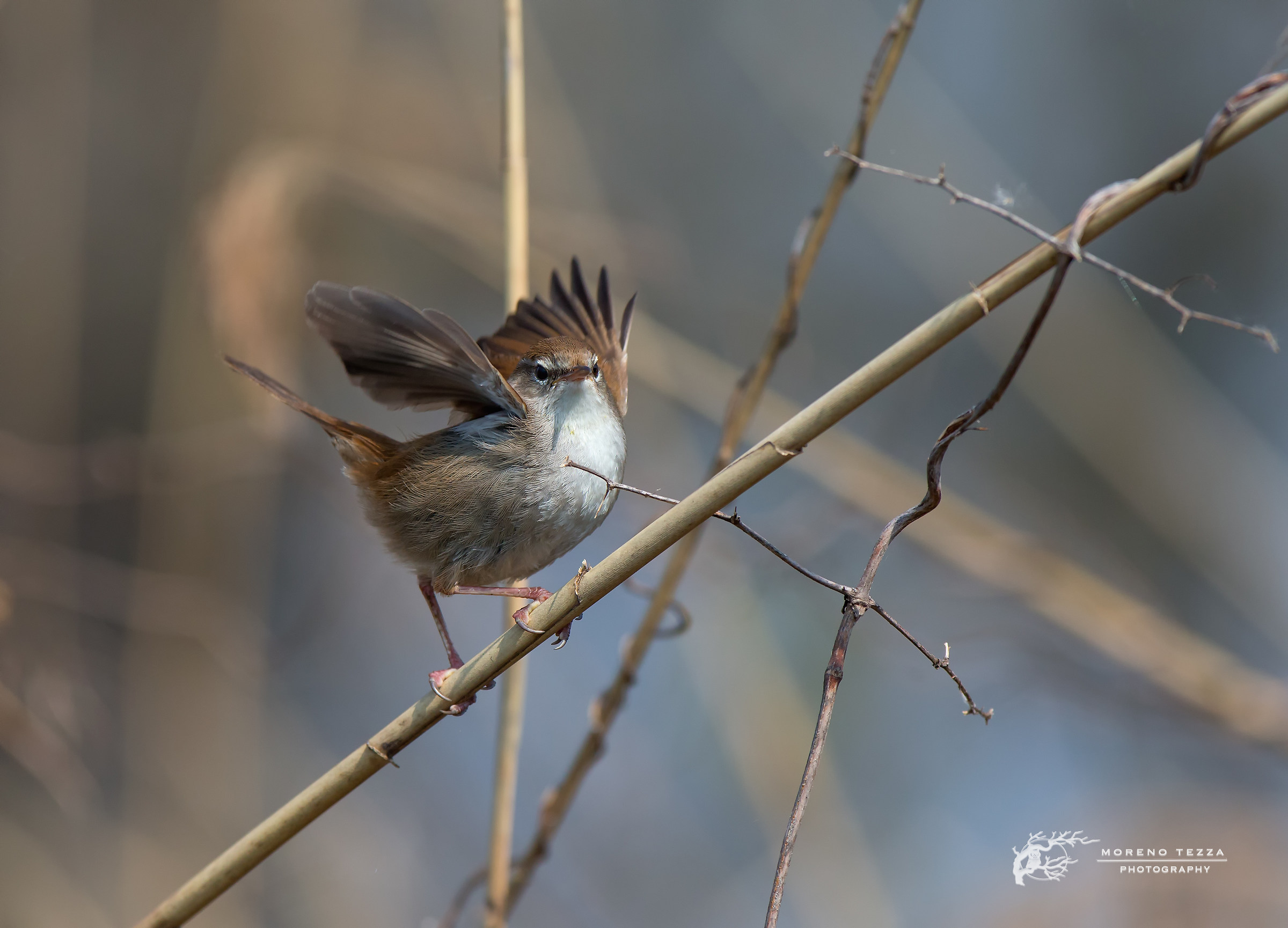 Cetti's Warbler