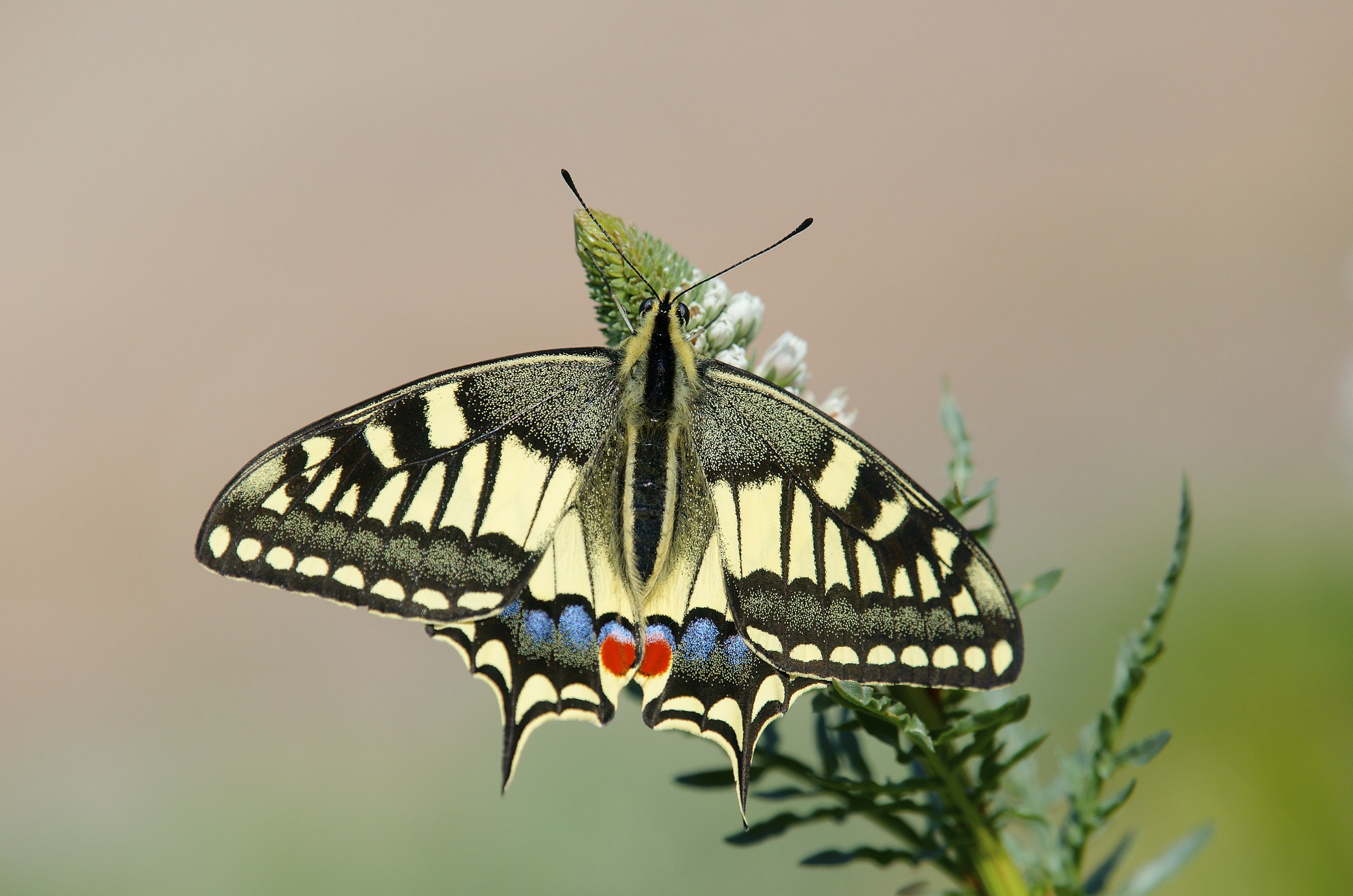 Papilio machaon