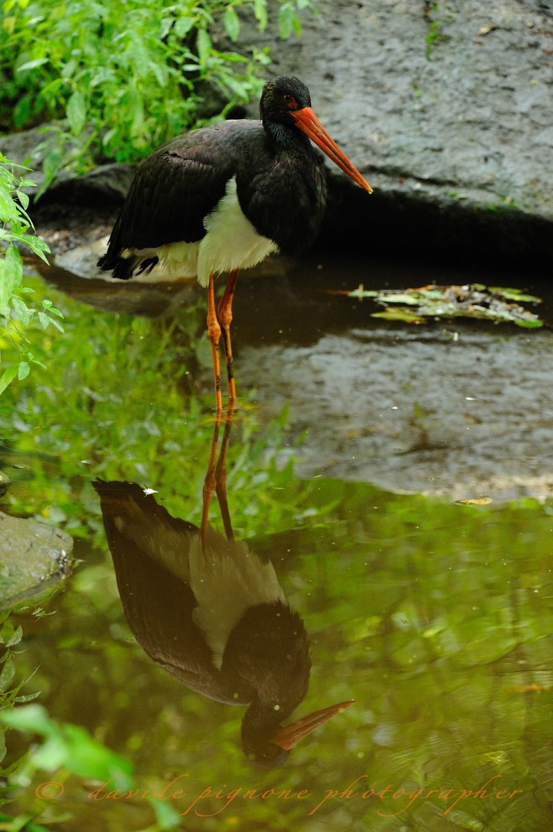 Black Stork (Ciconia nigra)