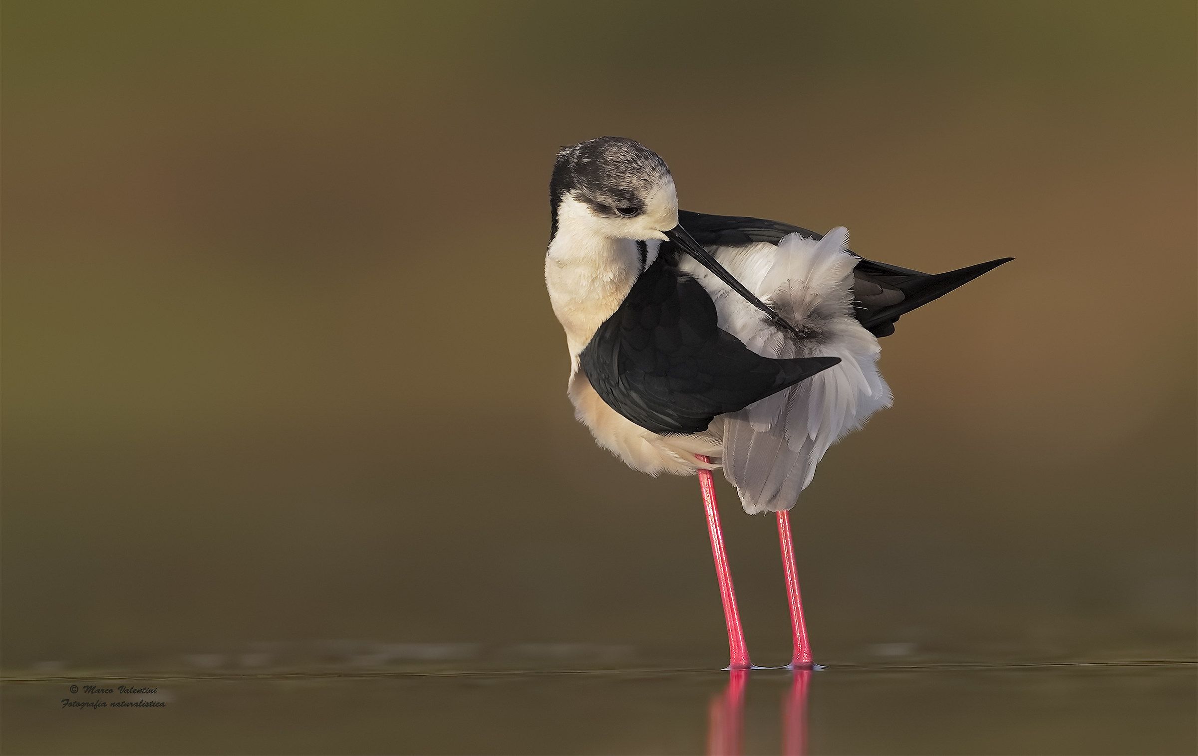 Stilt and tail