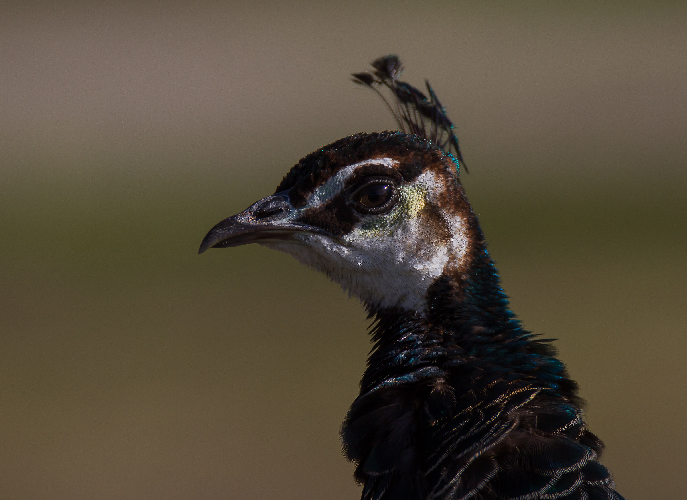 L'occhio della Pavona