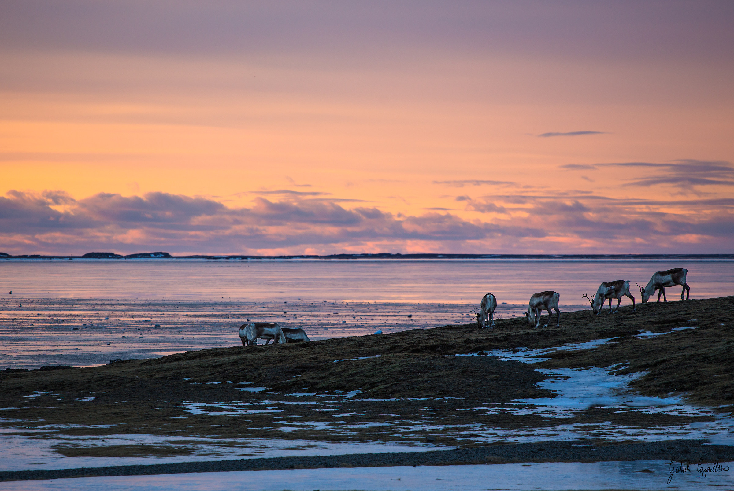 Reindeer at sunset