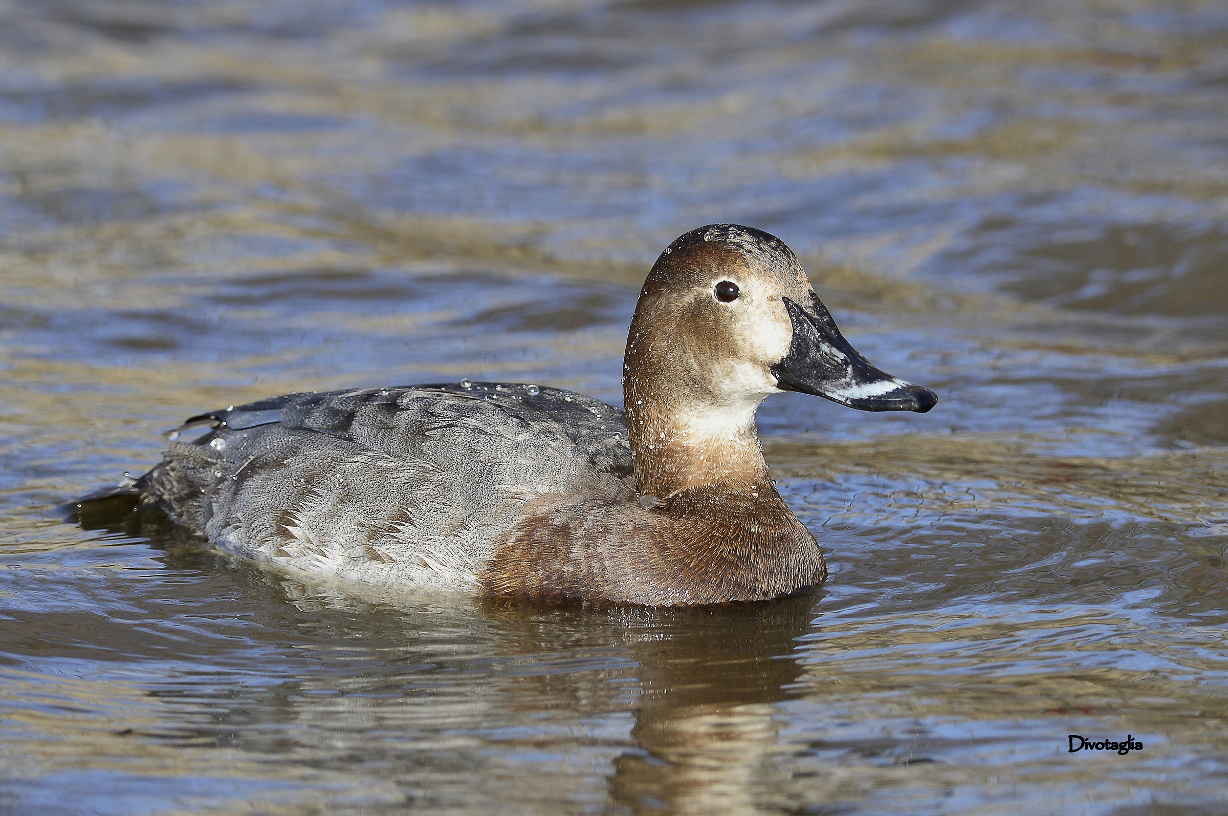 Female Pochard