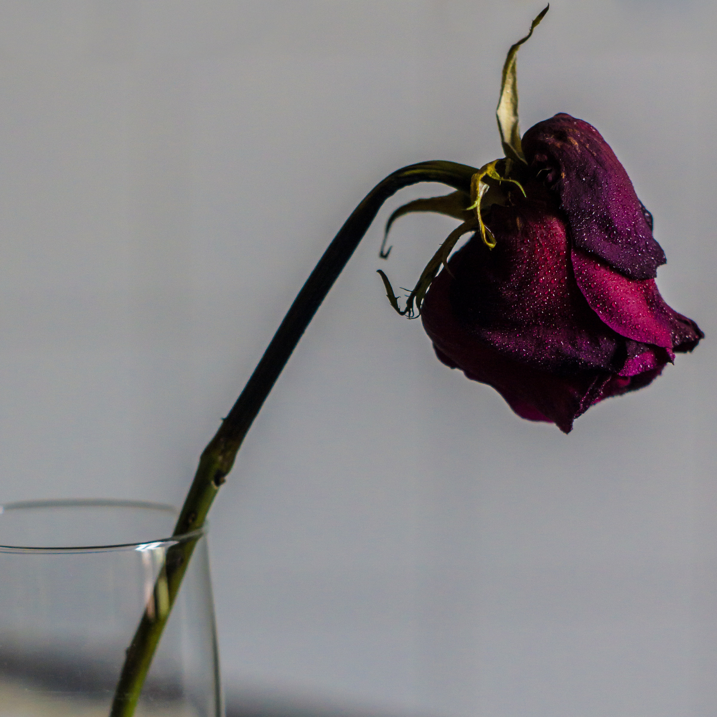 Una rosa, è una rosa, è una rosa