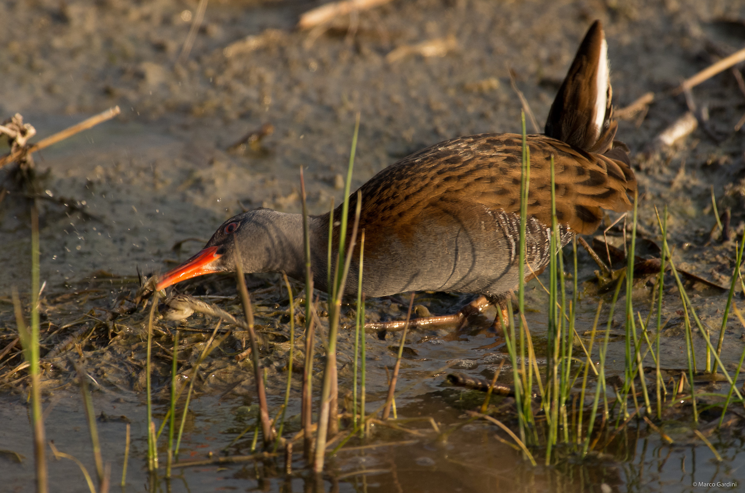 Porciglione con merenda