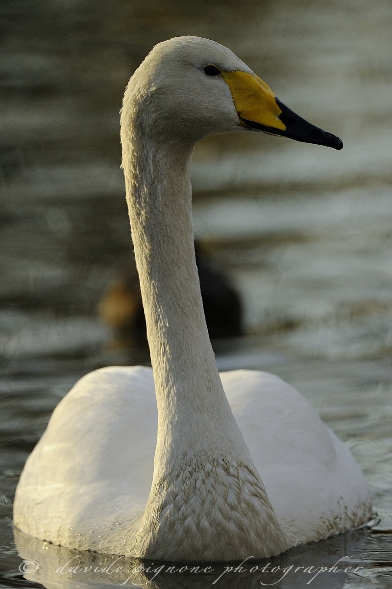 Mute Swan (Cygnus olor)