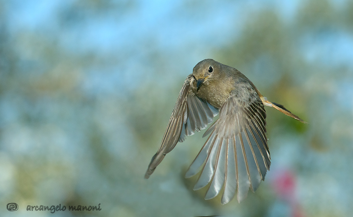 Arrivederci amico codirosso!!