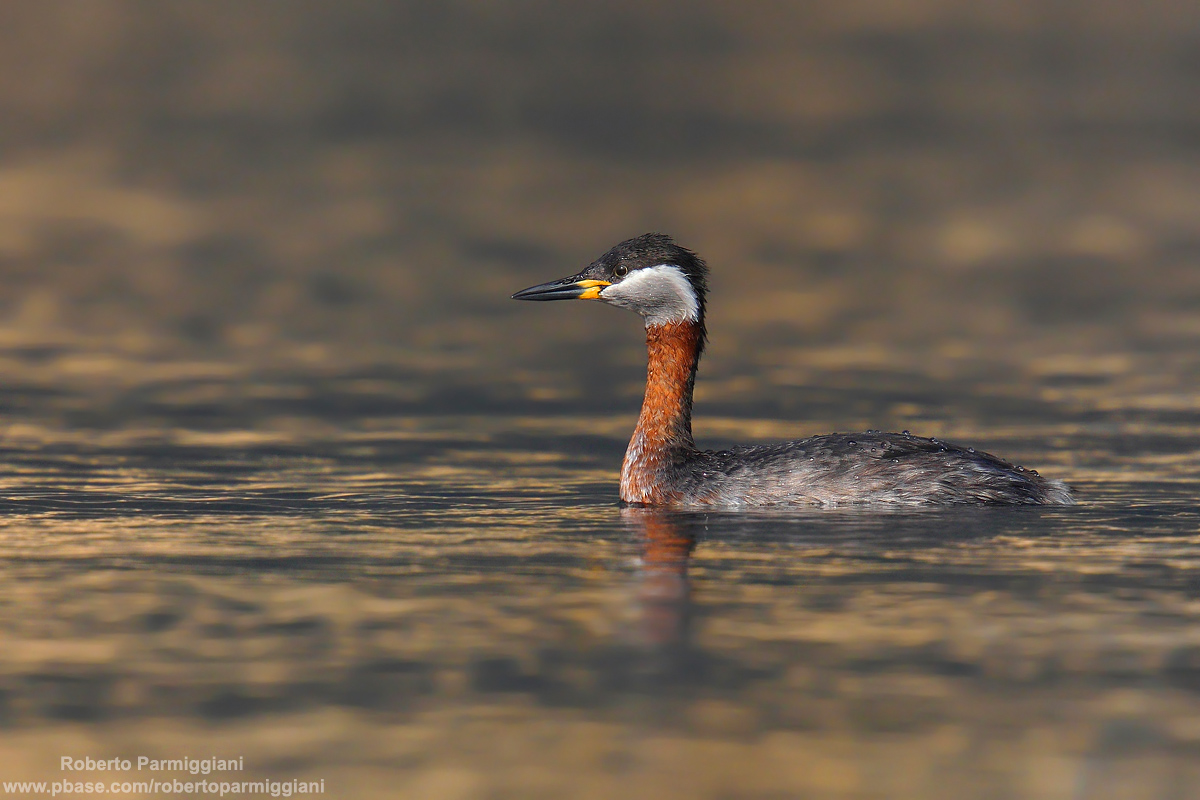 Il mattino ha l'oro in bocca