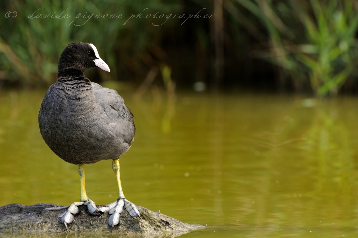 folaga (fulica atra)