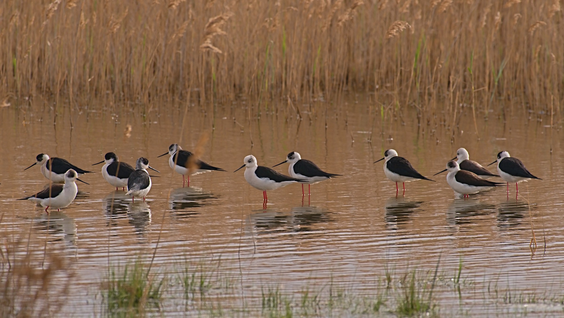 The rest of the Knights