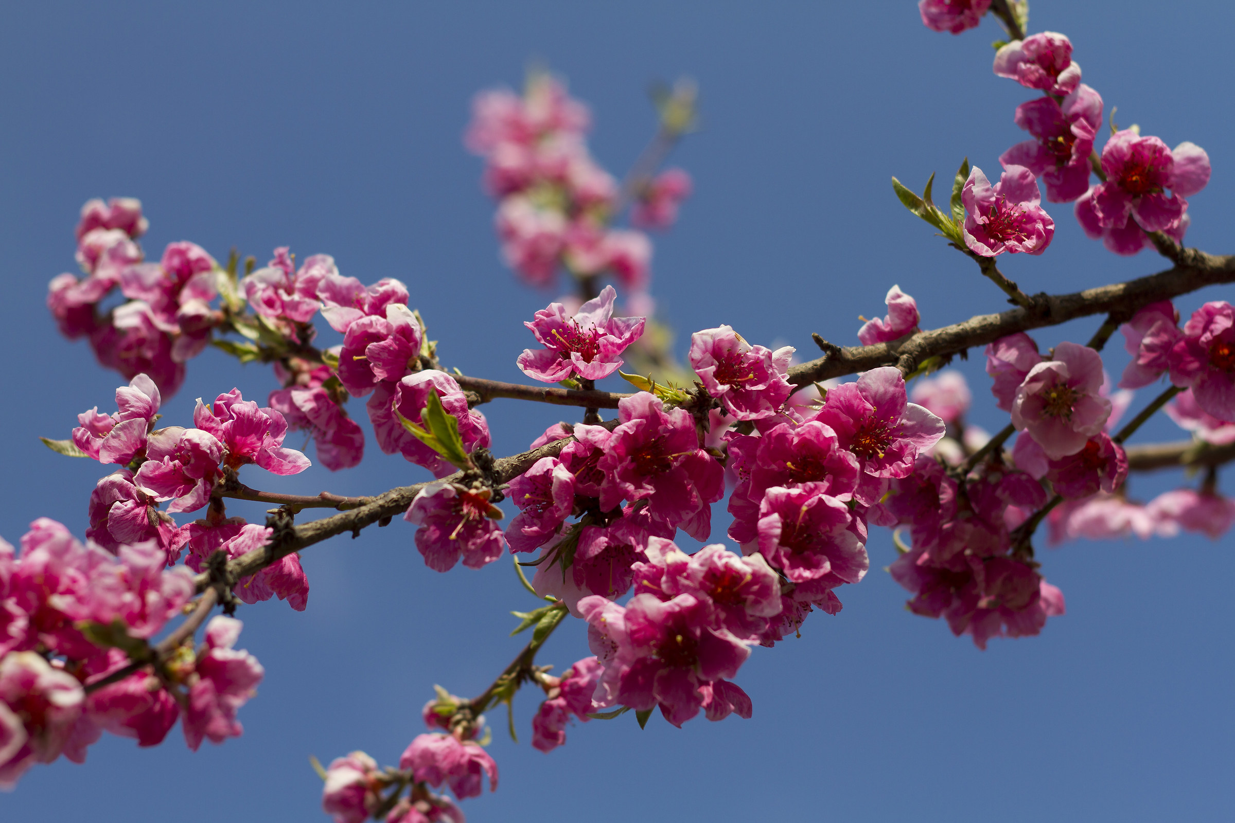 peschi in fiore