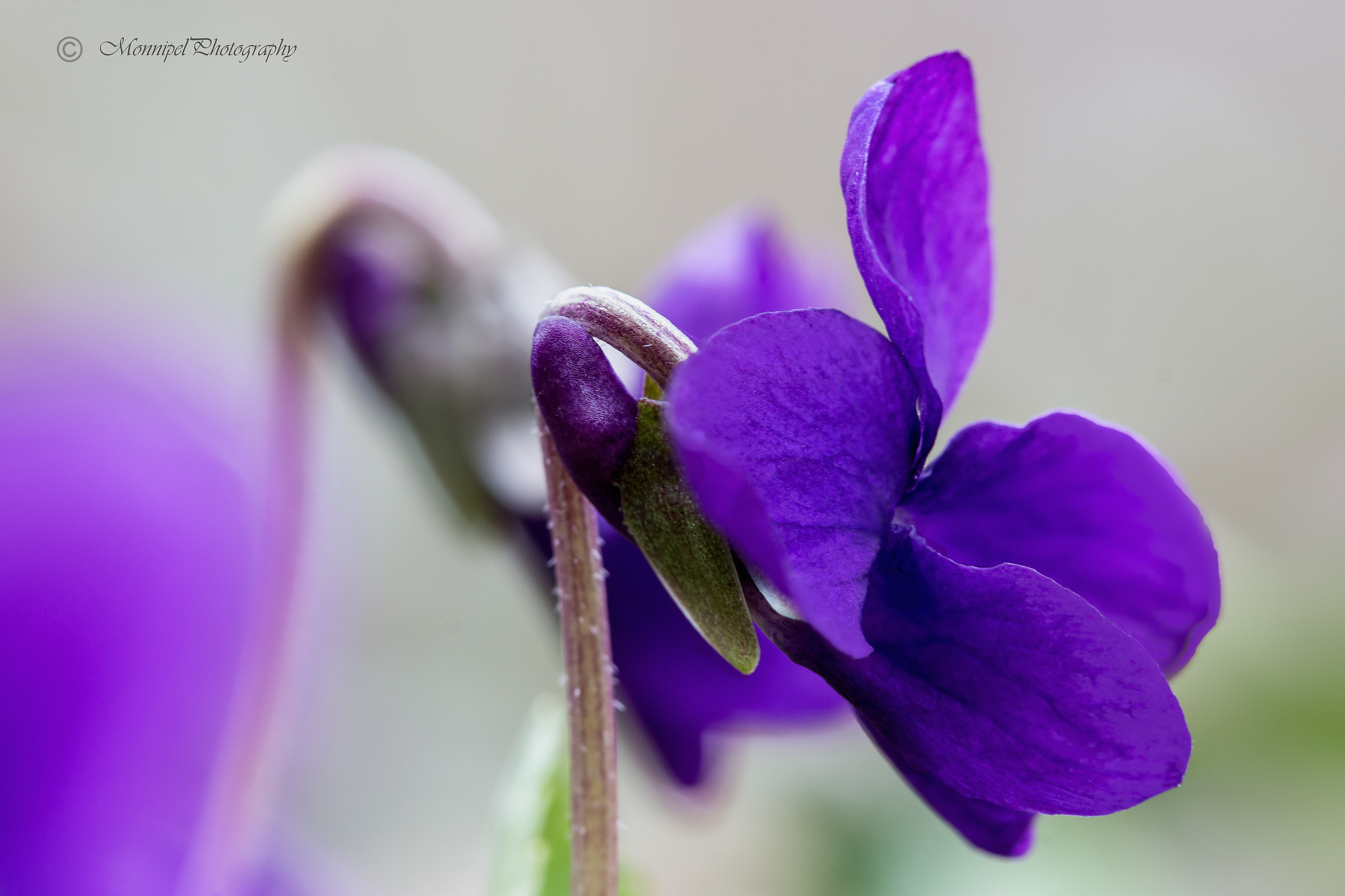 Purple (focus stacking)