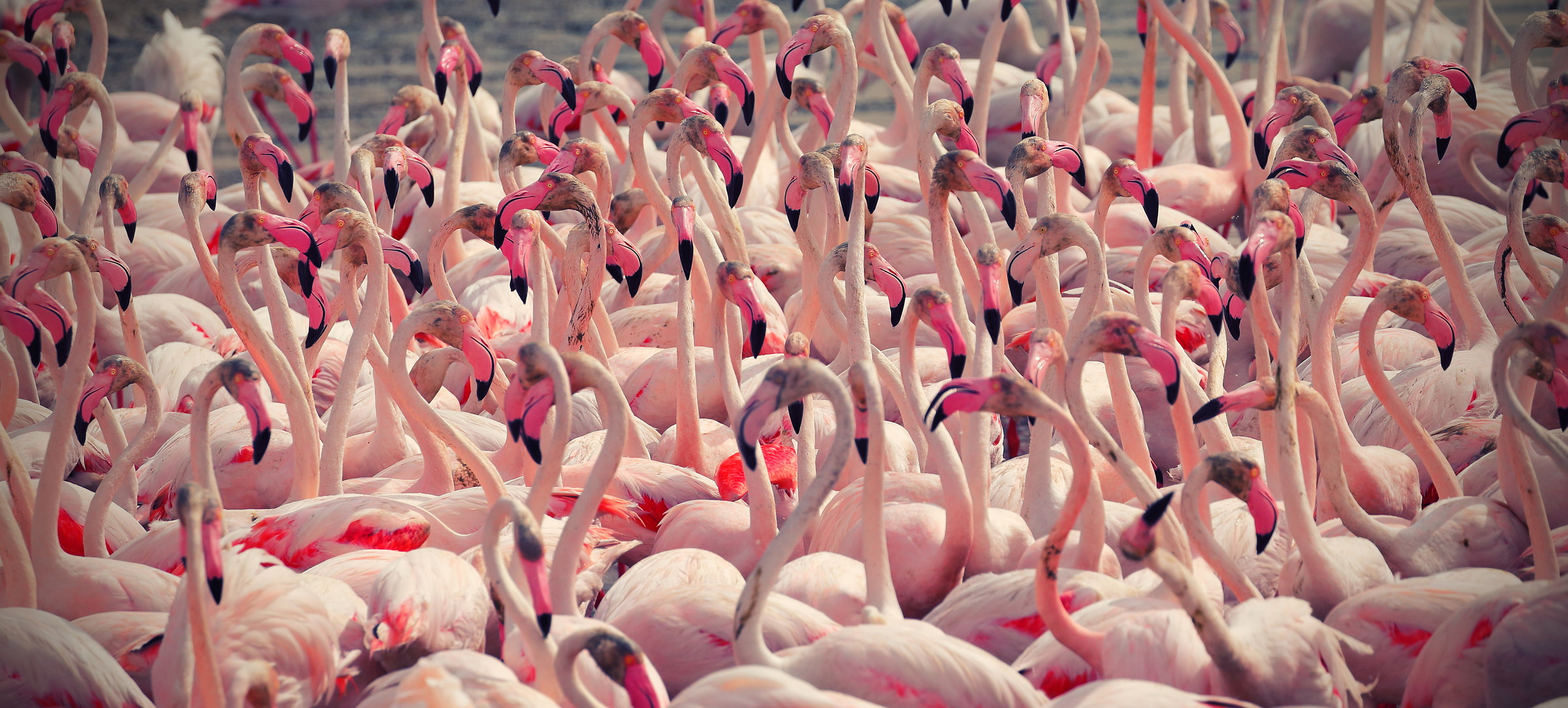 pink crowd (phoenicopterus roseus)