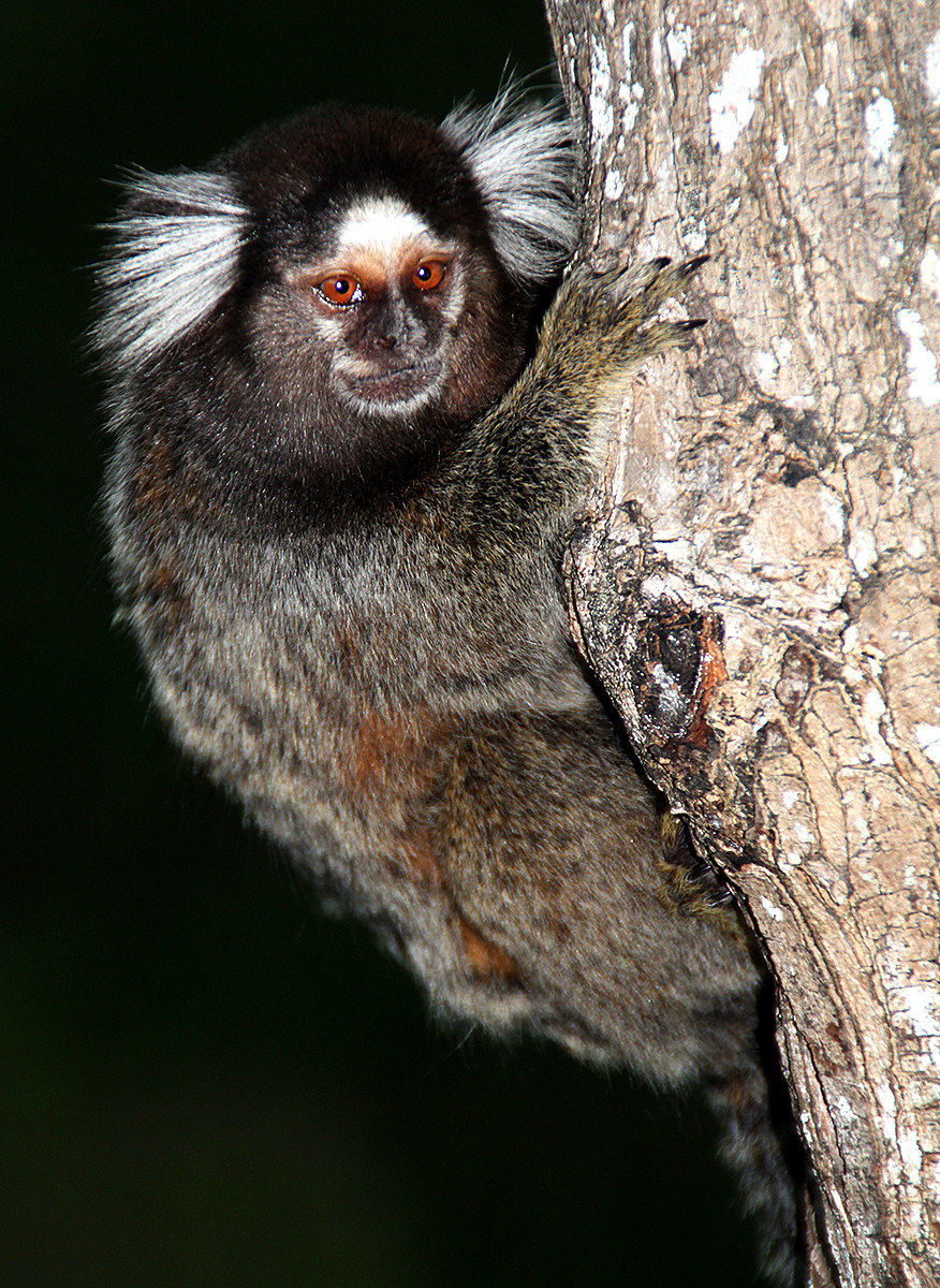 Callithrix jacchus