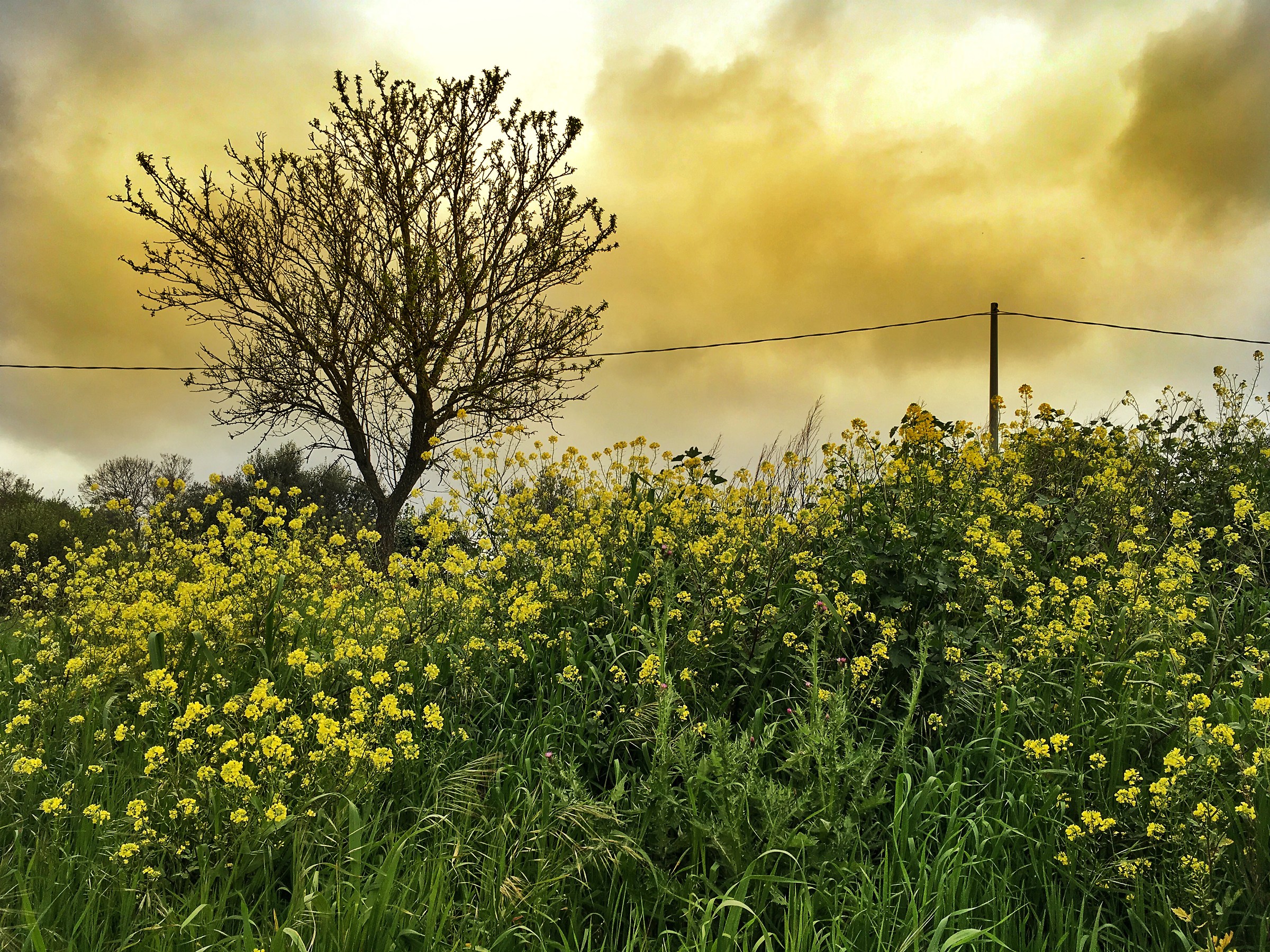 The sands of the Sahara