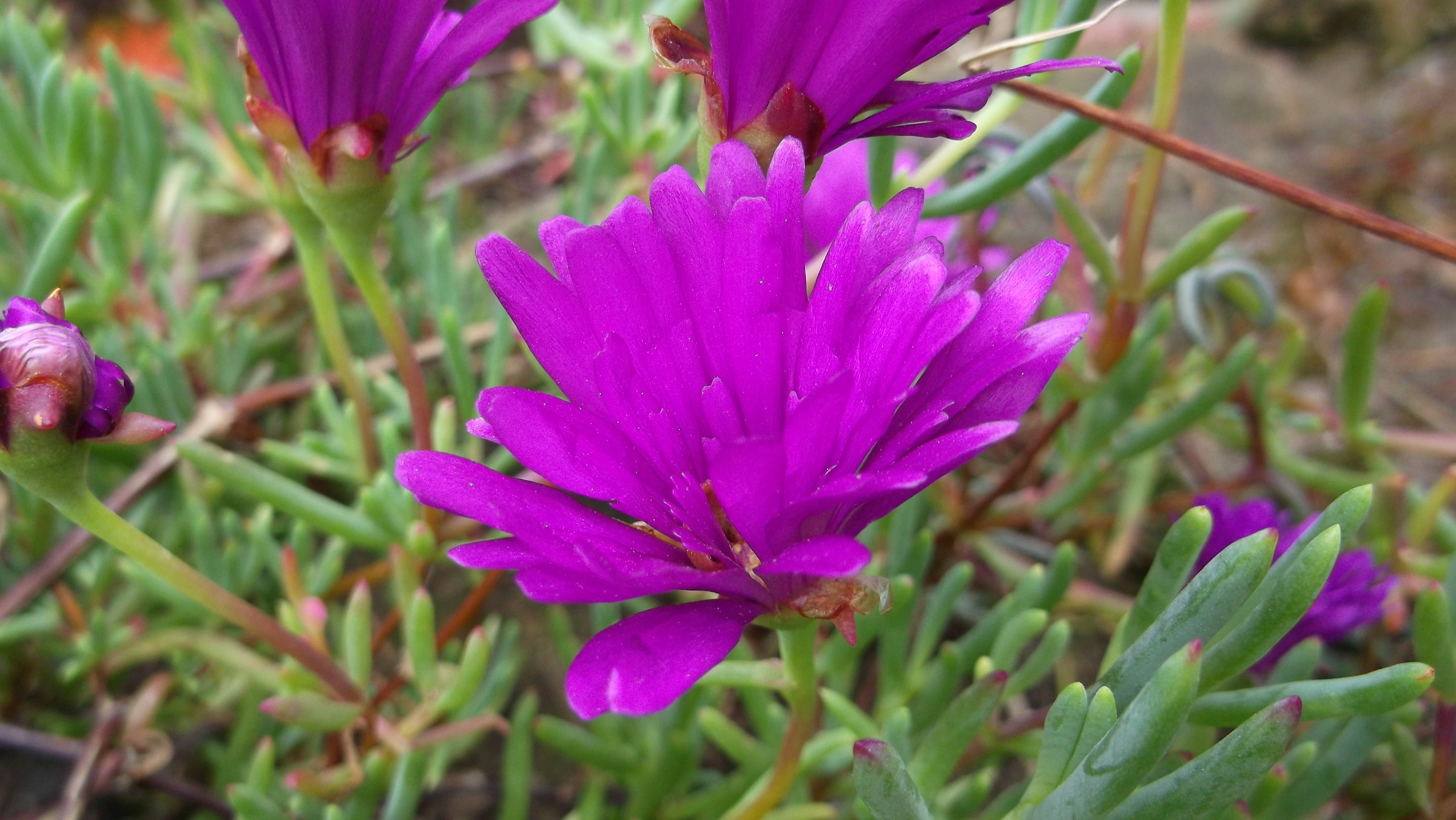 For the victims of Brussels