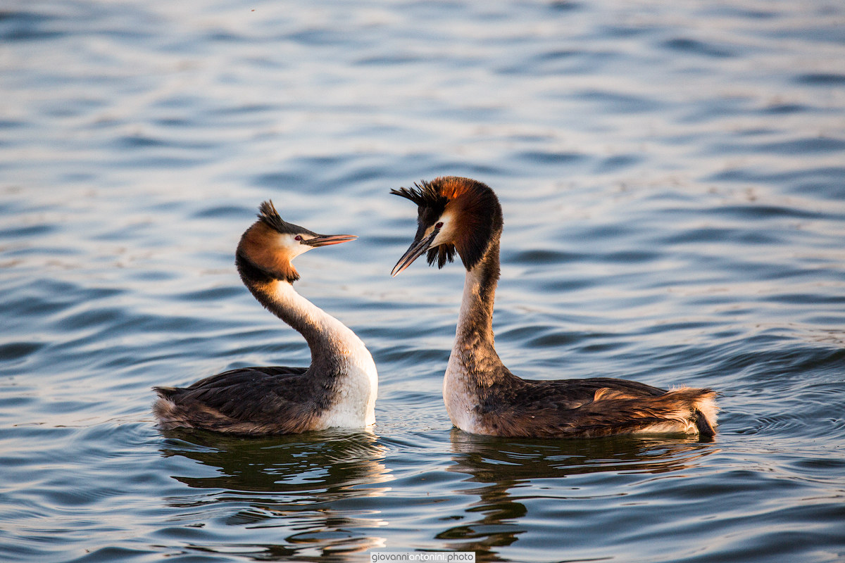 grebes More