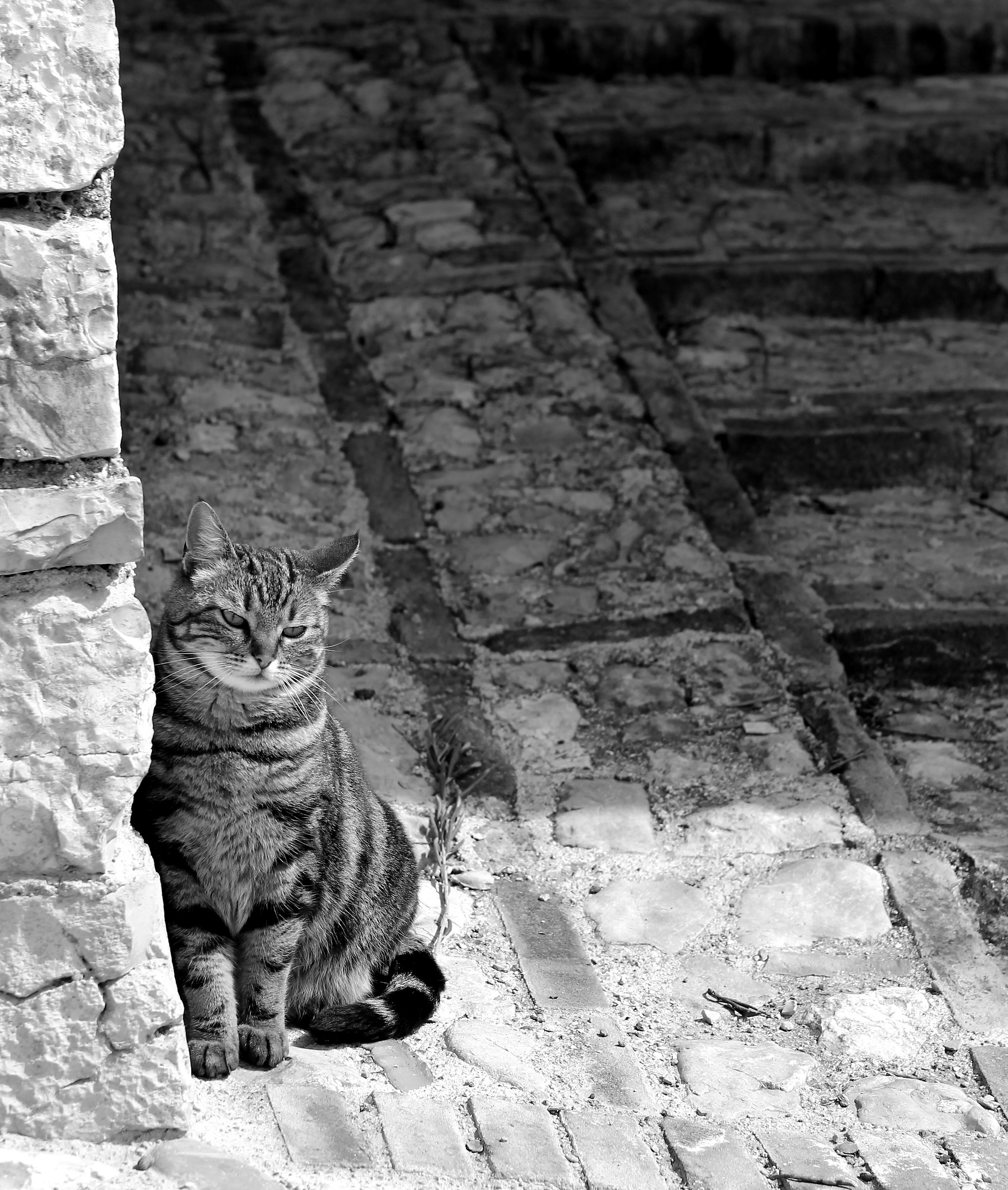 The cat Spello