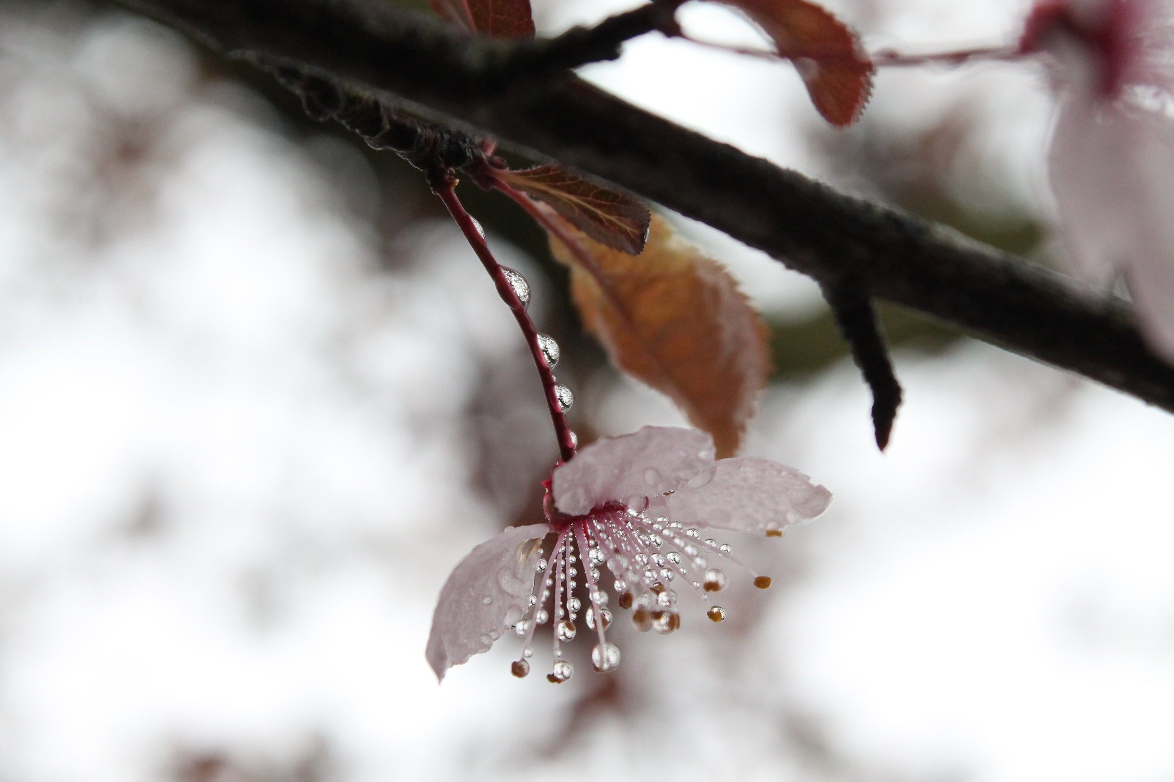Fiore di prunus con gocce