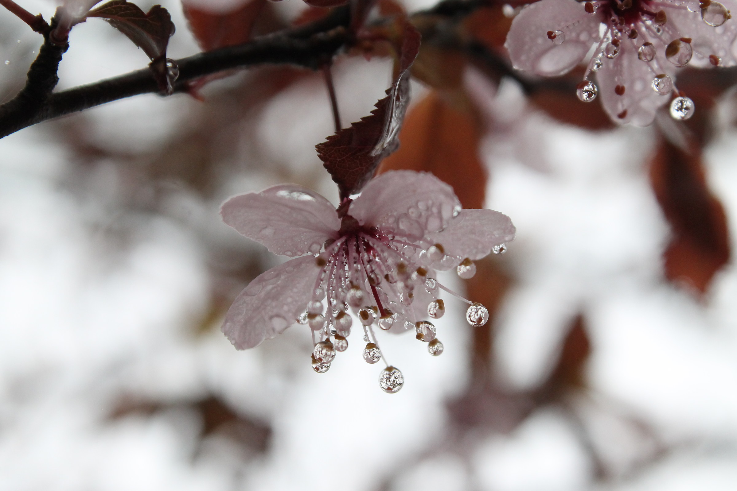 Fiore di prunus con gocce