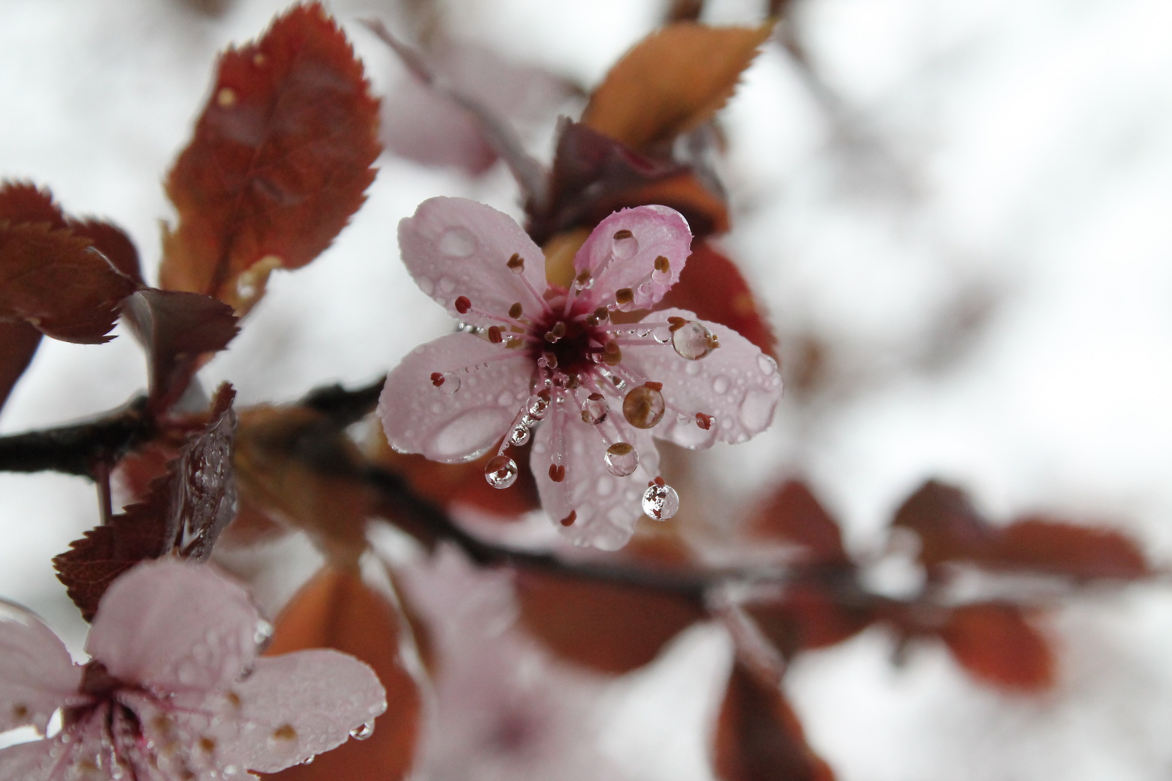 Prunus blossom with drops