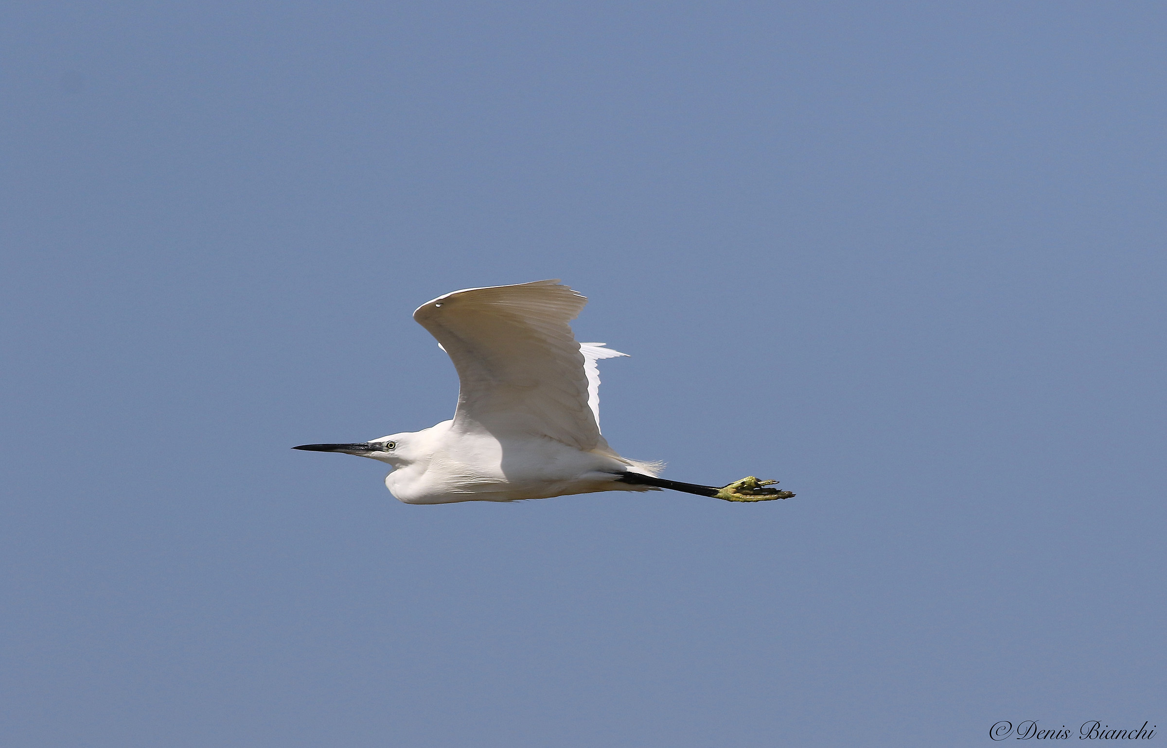 egret