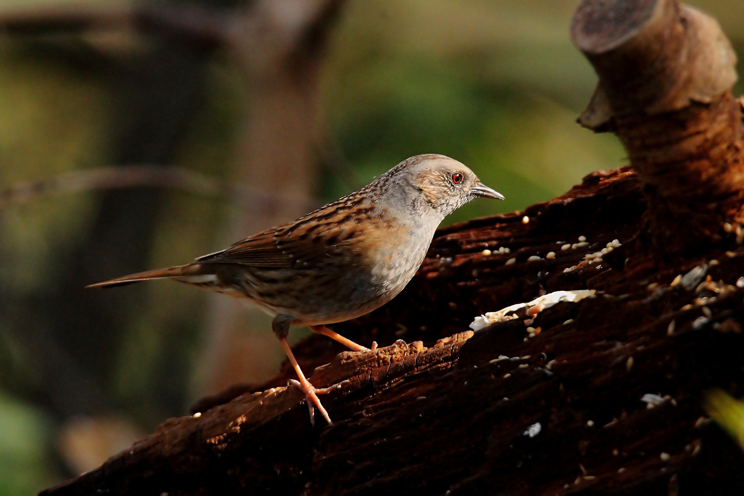 dunnock
