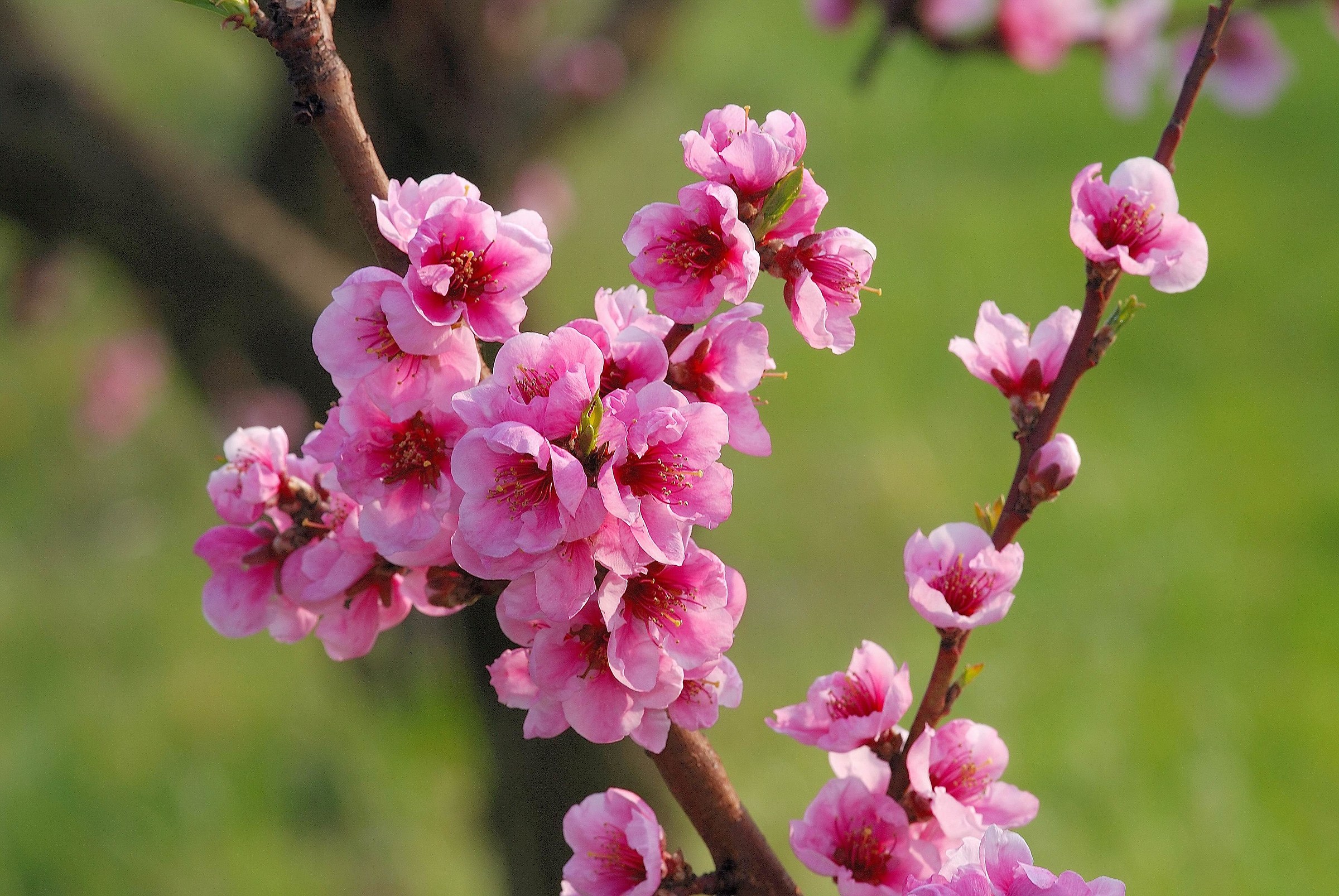 peach flowers