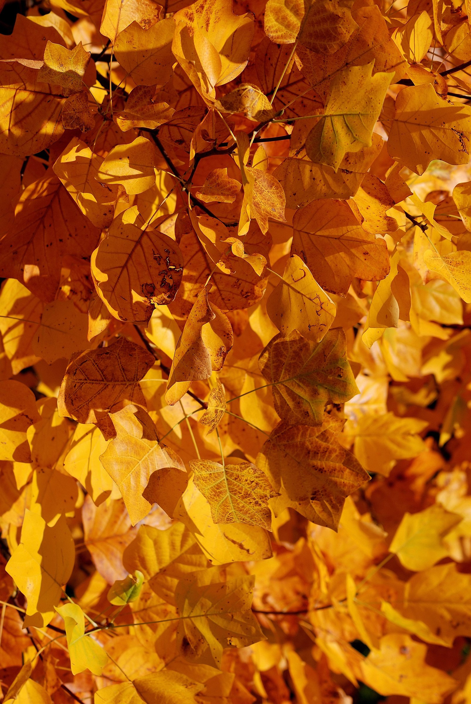 Liriodendron tulipifera of leaves in autumn